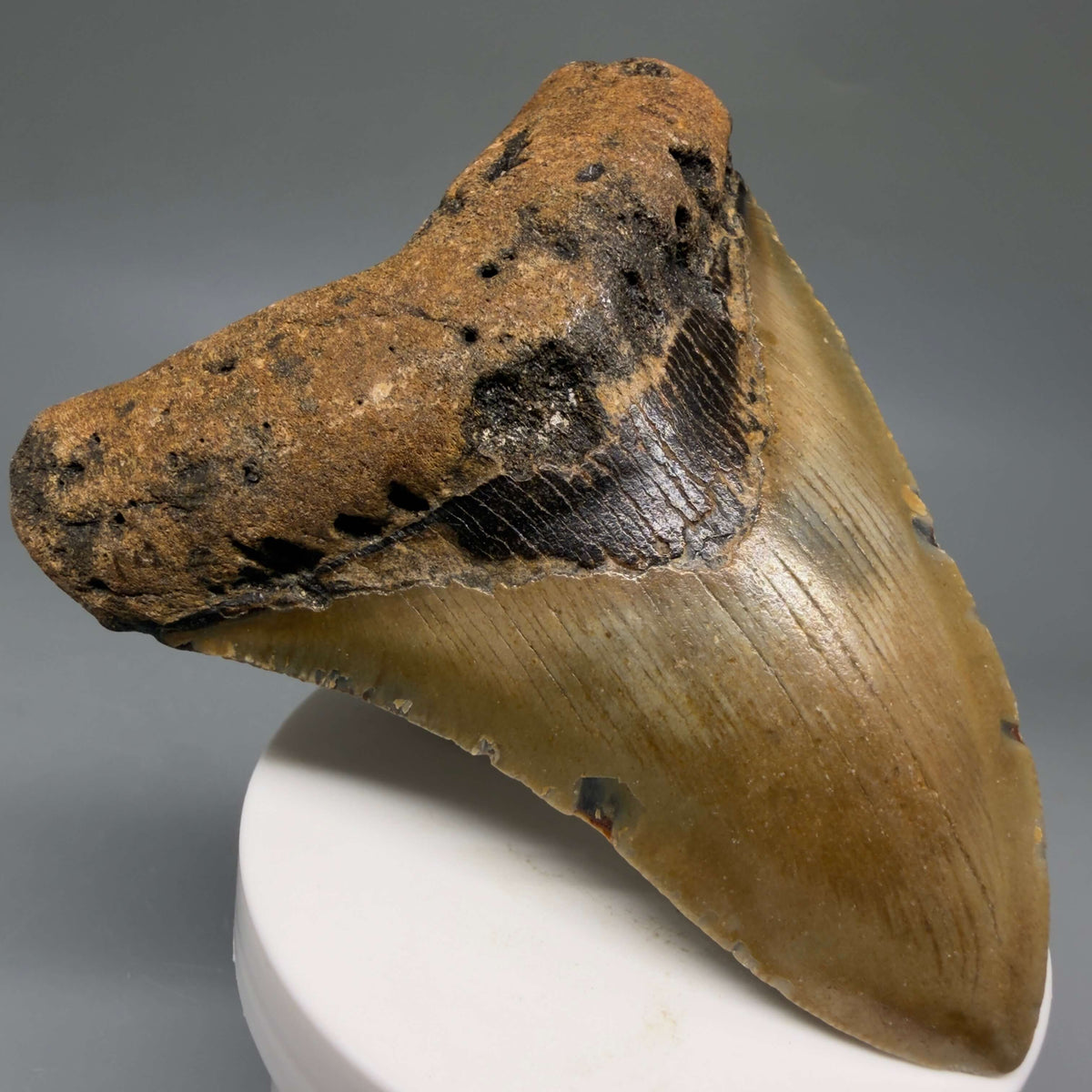 Front Left View Colorful 3.97" Fossil Megalodon Tooth from North Carolina - megalodonteeth.com CM6807