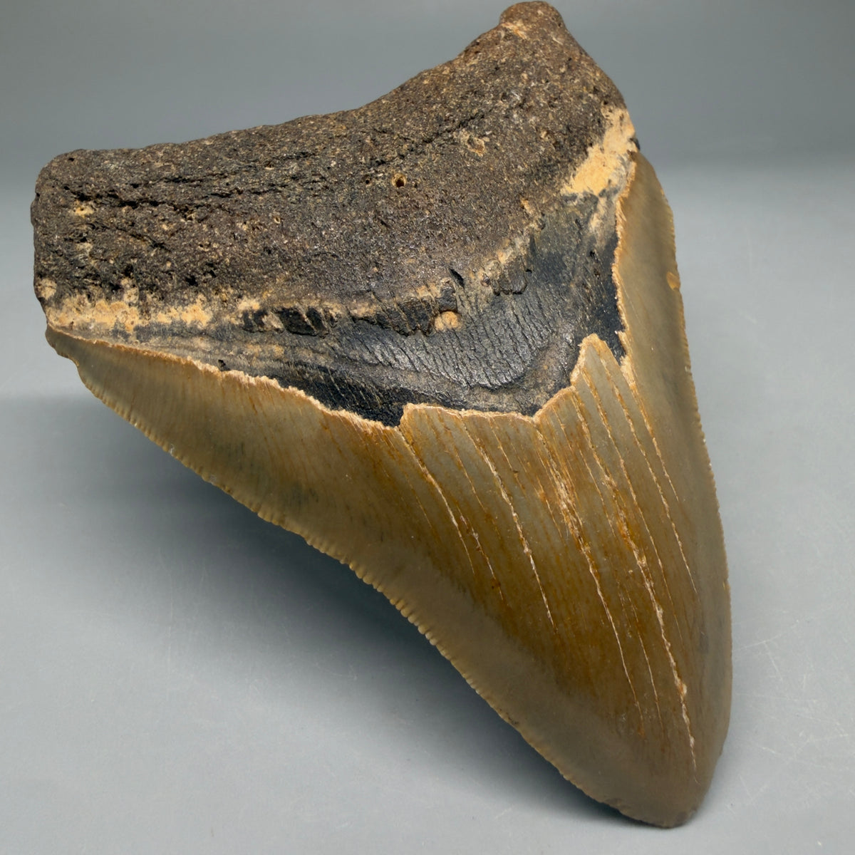 Front Left View Colorful 4.00" Authentic Megalodon Tooth – North Carolina Fossil | Carcharocles megalodon megalodonteeth.com CM6751