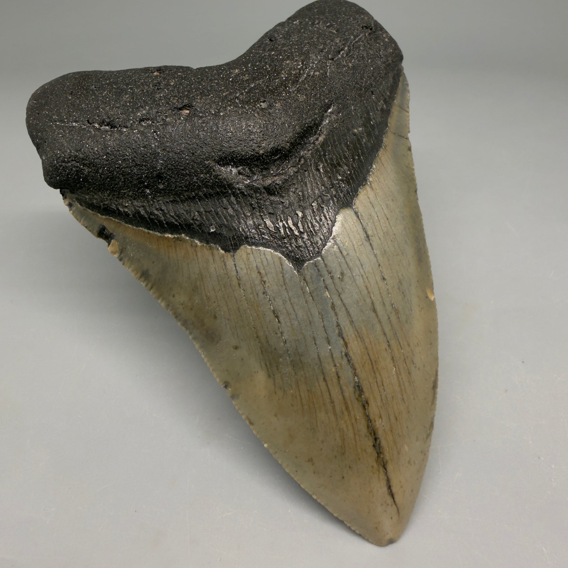 Front Left View Colorful 4.01" Authentic Megalodon Tooth – North Carolina Fossil | Carcharocles megalodon CM6513