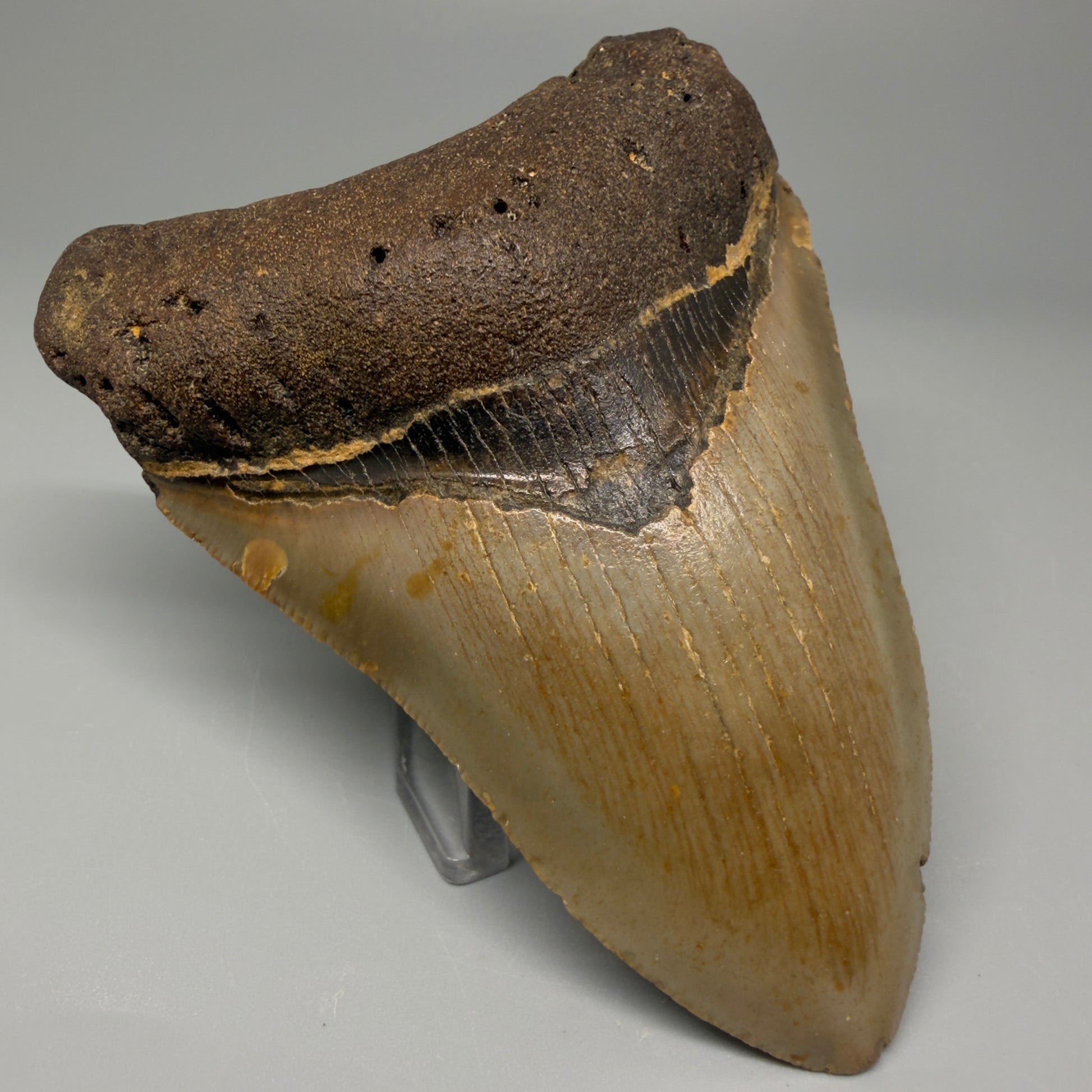 Front Left View Colorful 4.02" Authentic Megalodon Tooth – North Carolina Fossil | Carcharocles megalodon CM5415