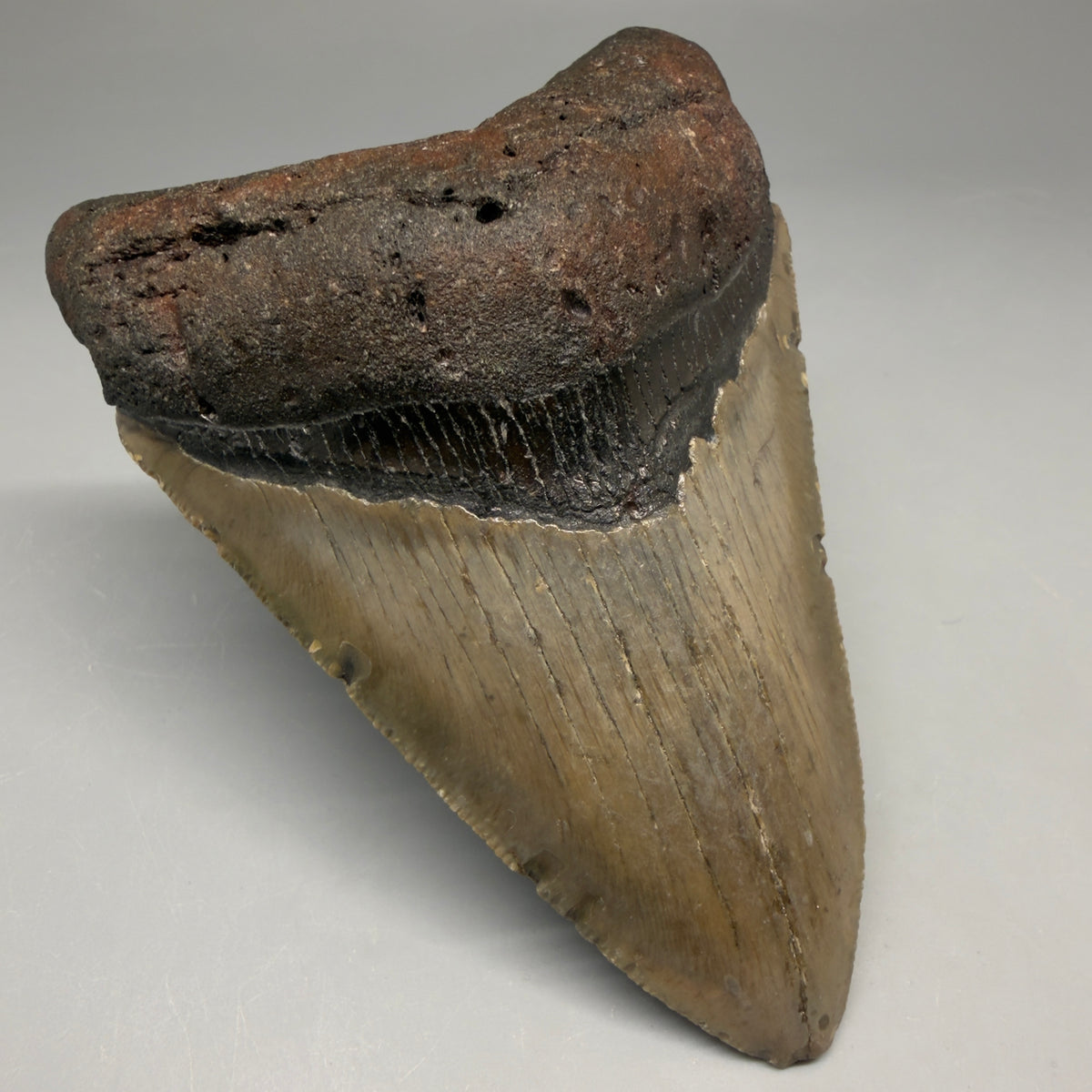 Front Left View Colorful 4.02" Authentic Megalodon Tooth – North Carolina Fossil megalodonteeth.com CM6749