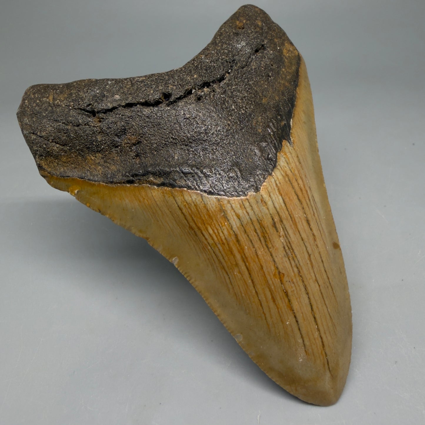 Front Left View Colorful 4.06" Authentic Megalodon Tooth – North Carolina Fossil | Carcharocles megalodon CM6516