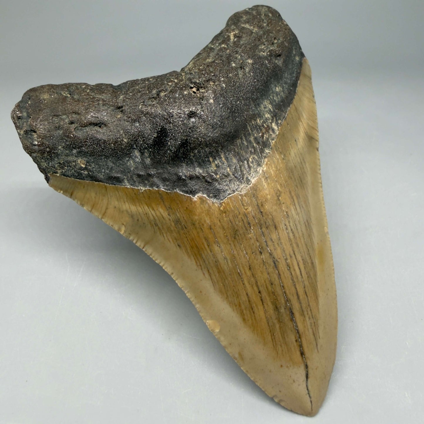 Front Left View Colorful 4.10" Authentic Megalodon Tooth – North Carolina Fossil | Carcharocles megalodon CM6469