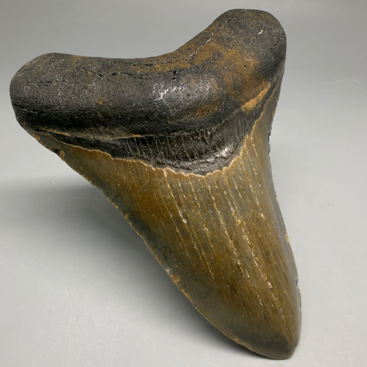 Front Left View Colorful 4.11" Authentic Megalodon Tooth – North Carolina Fossil megalodonteeth.com CM6748