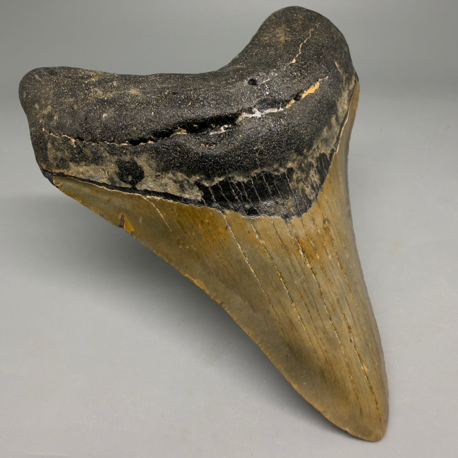 Front Left View Colorful 4.12" Authentic Megalodon Tooth – North Carolina Fossil | Carcharocles megalodon CM6511