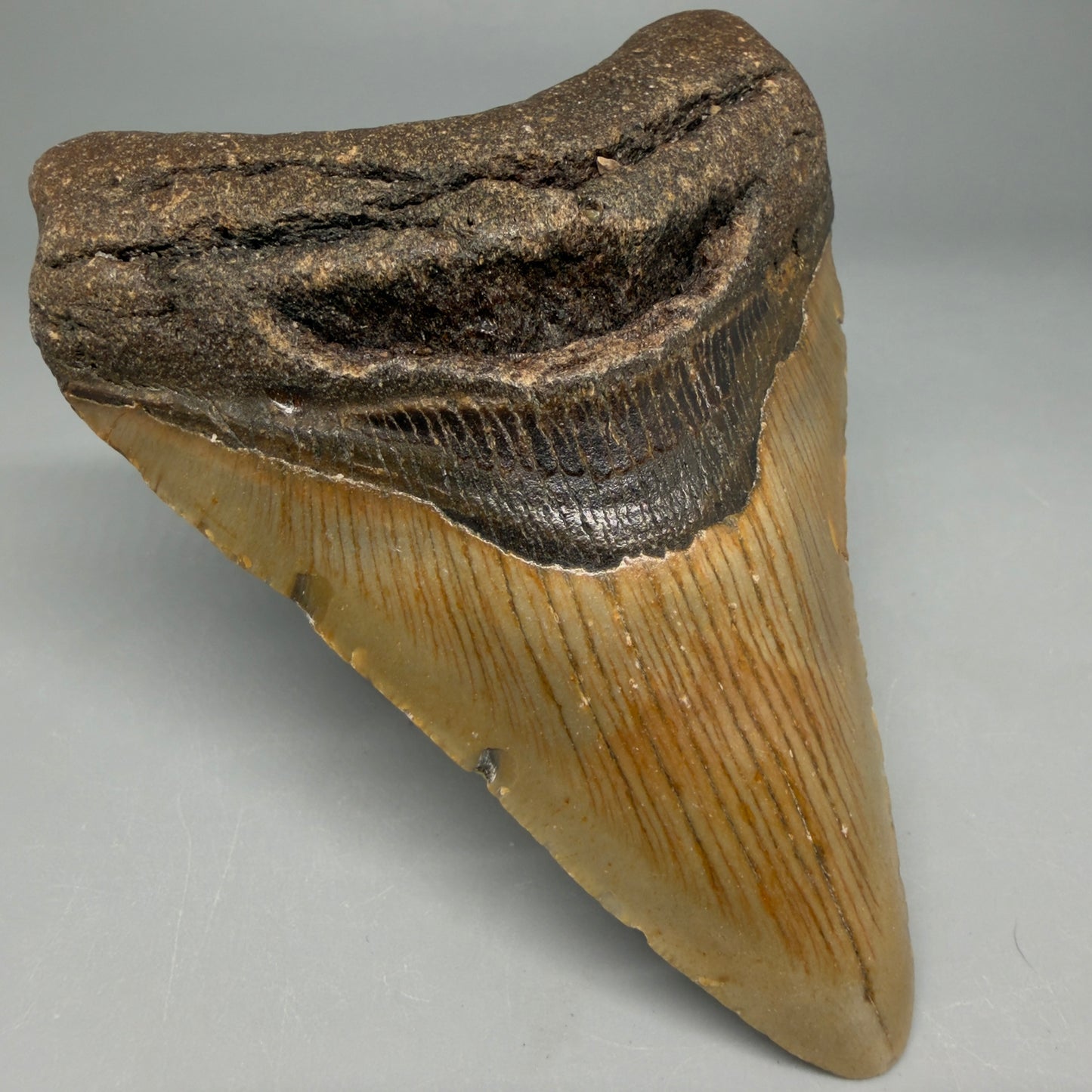 Front Left View Colorful 4.15" Authentic Megalodon Tooth – North Carolina Fossil | Carcharocles megalodon CM6472