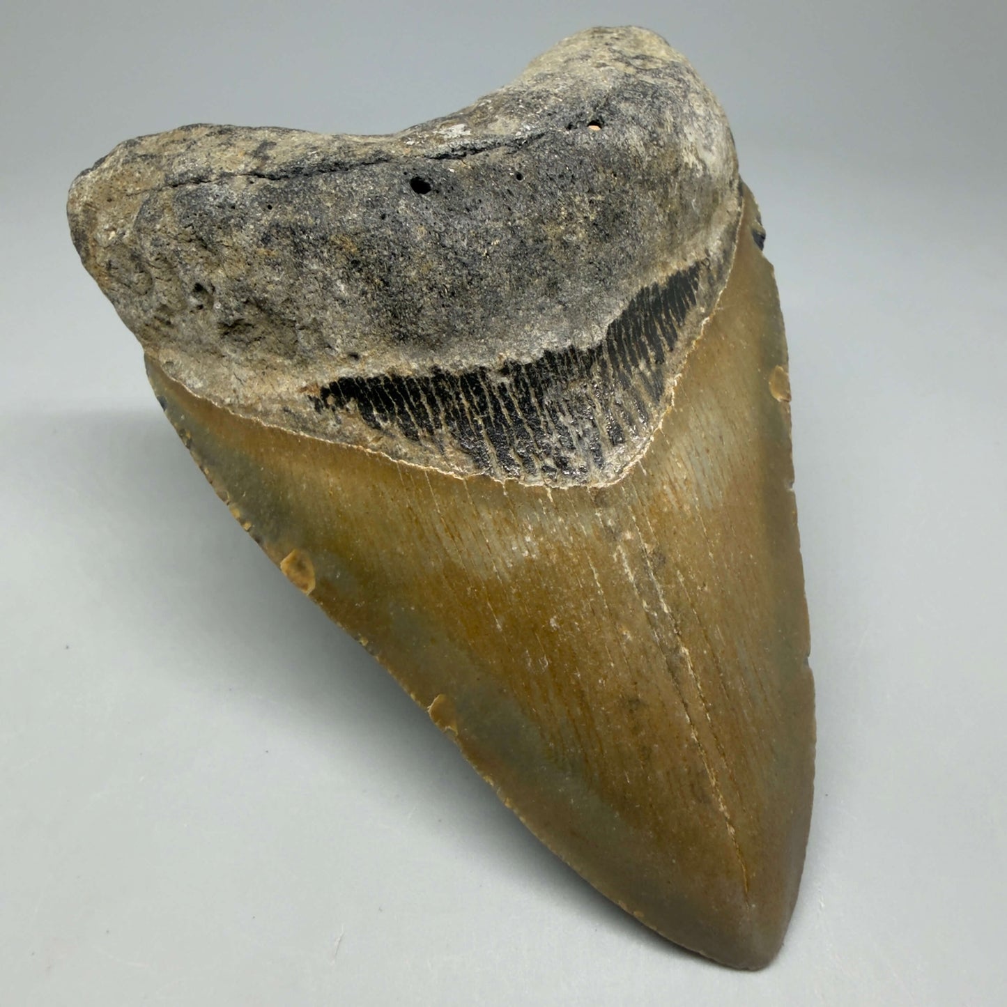 Front Left View Colorful 4.16" Authentic Megalodon Tooth – North Carolina Fossil | Carcharocles megalodon CM6471 