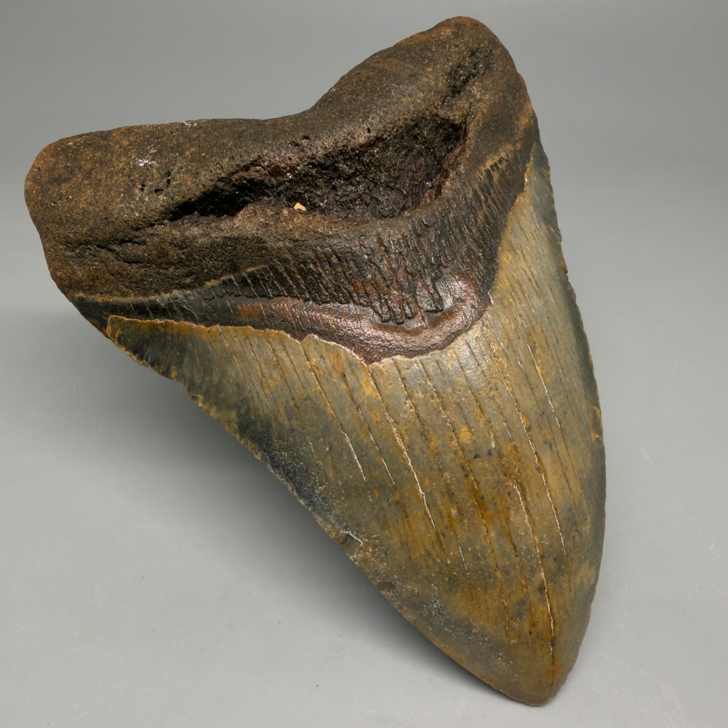 Front Left View Colorful 4.16" Authentic Megalodon Tooth – North Carolina Fossil | Carcharocles megalodon CM6514