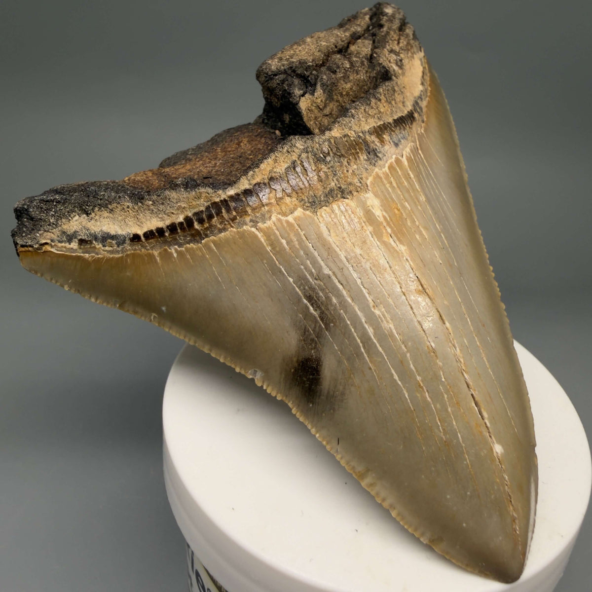 Front Left View Colorful 4.16" Authentic Megalodon Tooth – North Carolina Fossil | Carcharocles megalodon megalodonteeth.com CM6647