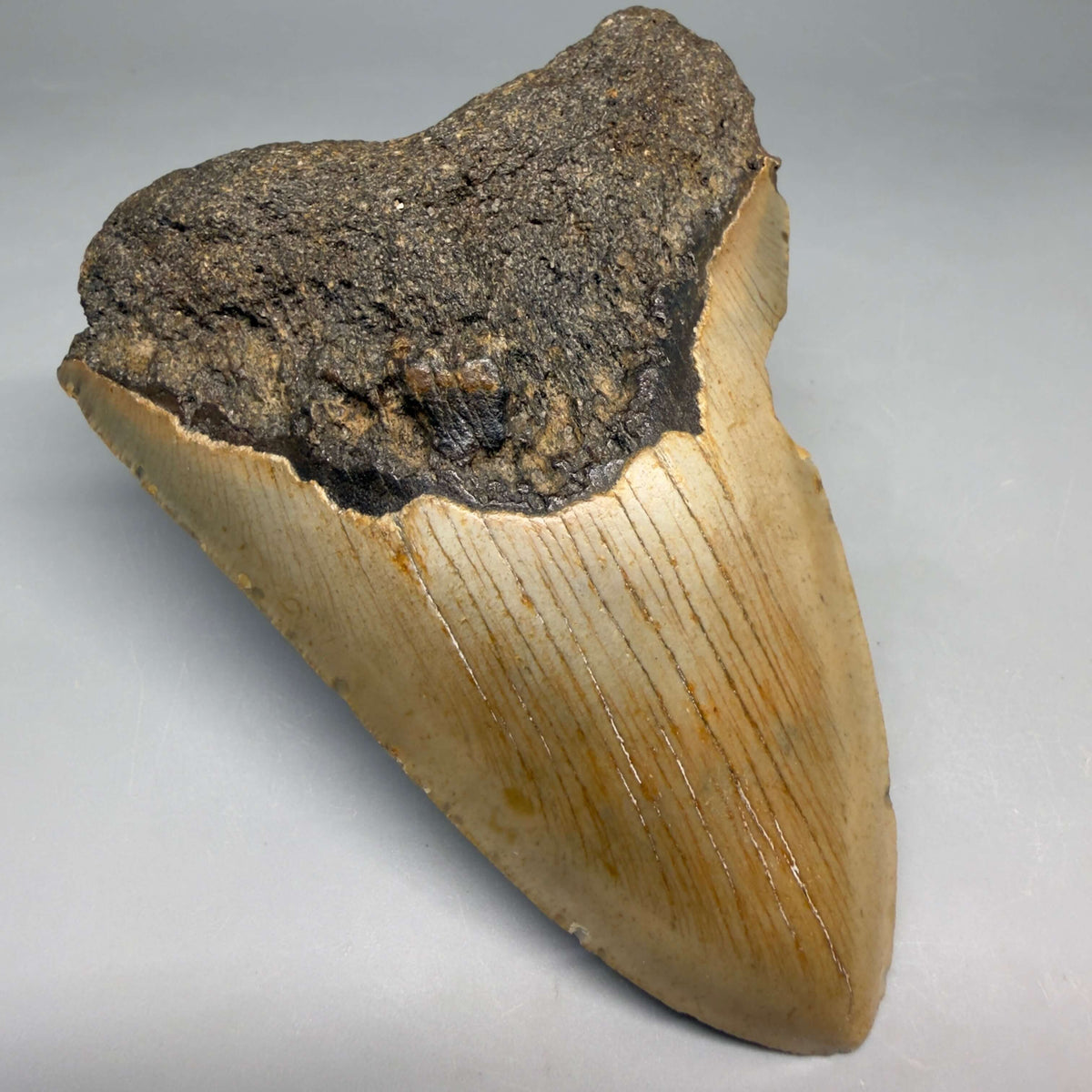 Front Left View Colorful 4.20" Authentic Megalodon Tooth – North Carolina Fossil | Carcharocles megalodon megalodonteeth.com CM6649