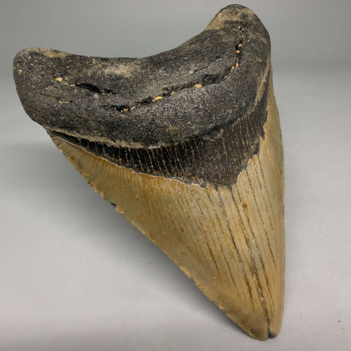 Front Left View Colorful 4.23" Authentic Megalodon Tooth – North Carolina Fossil | Carcharocles megalodon megalodonteeth.com CM6654
