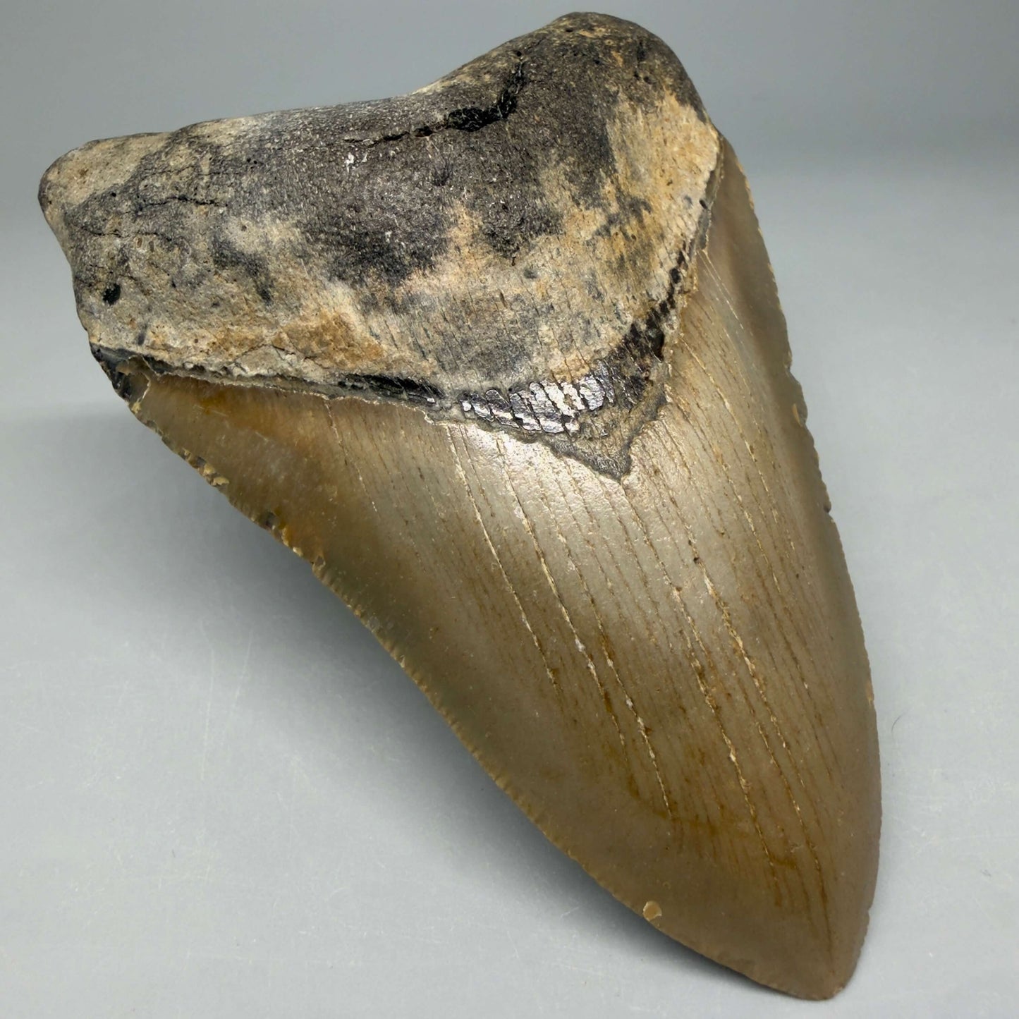 Front Left View Colorful 4.24" Authentic Megalodon Tooth – North Carolina Fossil | Carcharocles megalodon CM6473