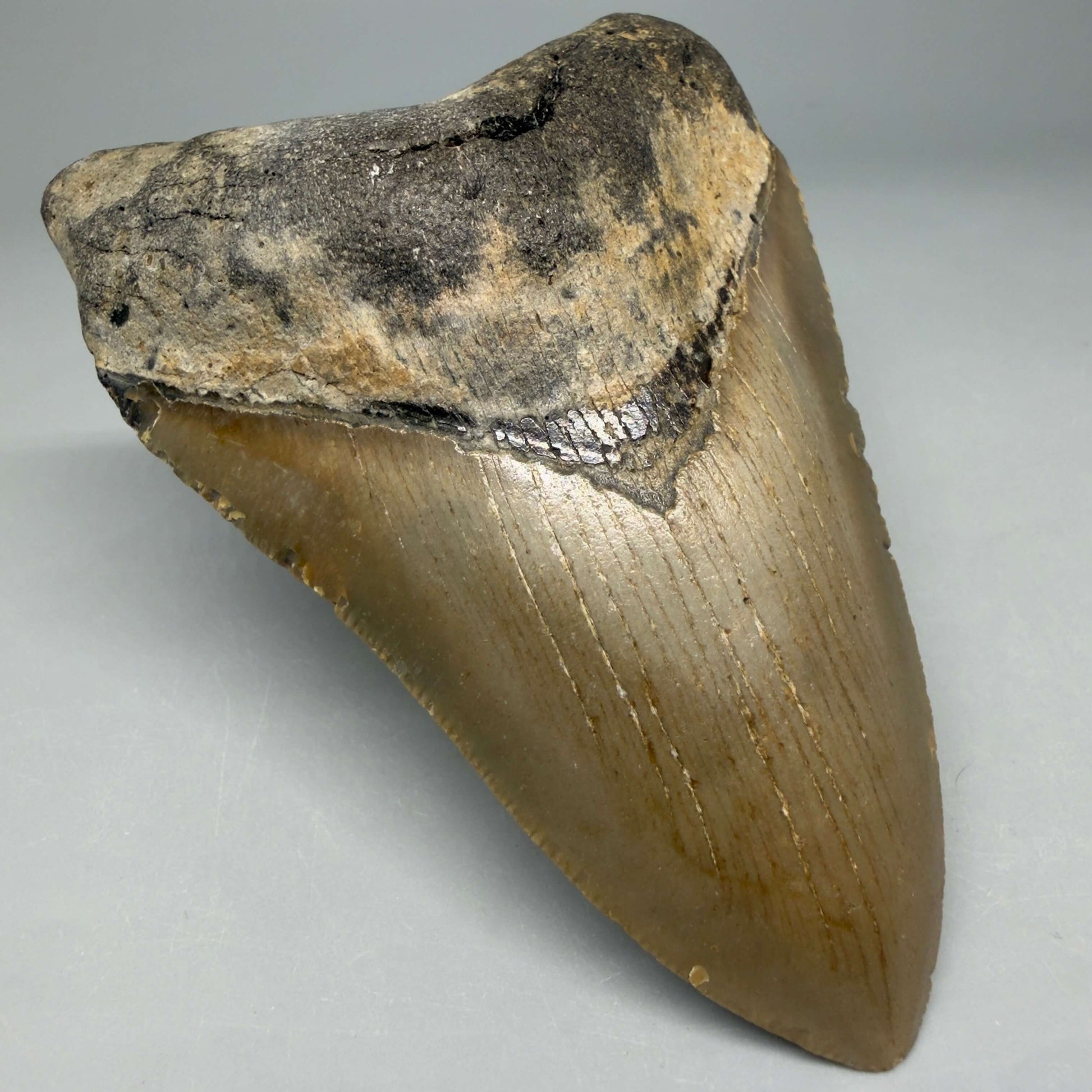 Front Left View Colorful 4.24" Authentic Megalodon Tooth – North Carolina Fossil | Carcharocles megalodon CM6473