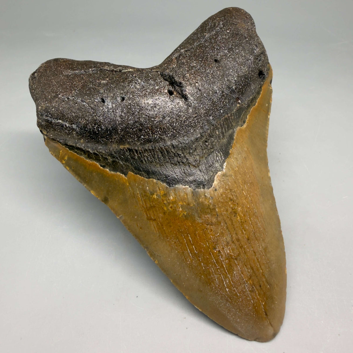 Front Left View Colorful 4.24" Authentic Megalodon Tooth – North Carolina Fossil | Carcharocles megalodon megalodonteeth.com CM6652