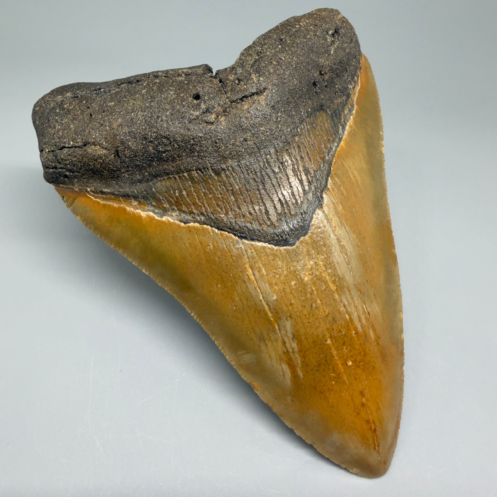 Front Left View Colorful 4.37" Authentic Megalodon Tooth – North Carolina Fossil | Carcharocles megalodon CM5472 