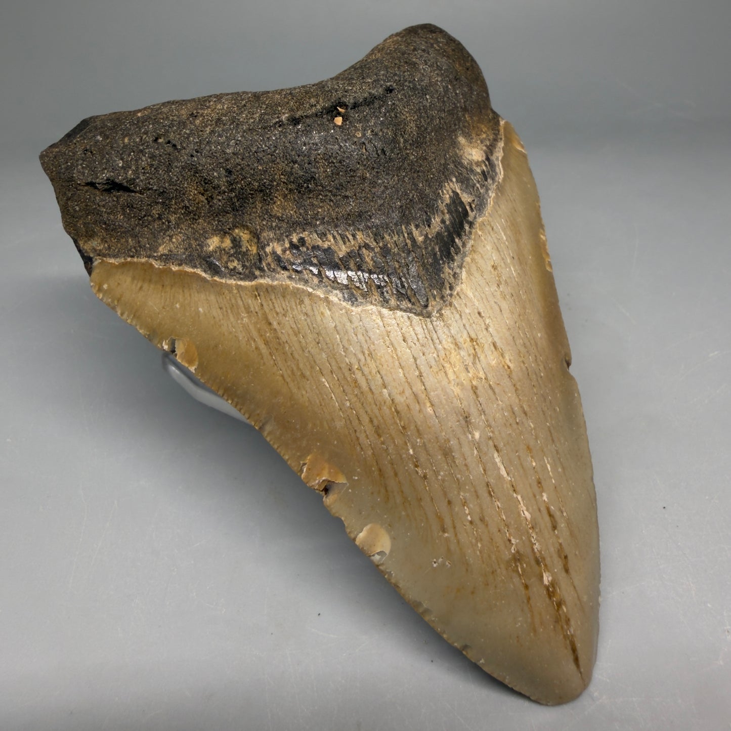 Front Left View Colorful 4.37" Authentic Megalodon Tooth – North Carolina Fossil | Carcharocles megalodon megalodonteeth.com CM6653