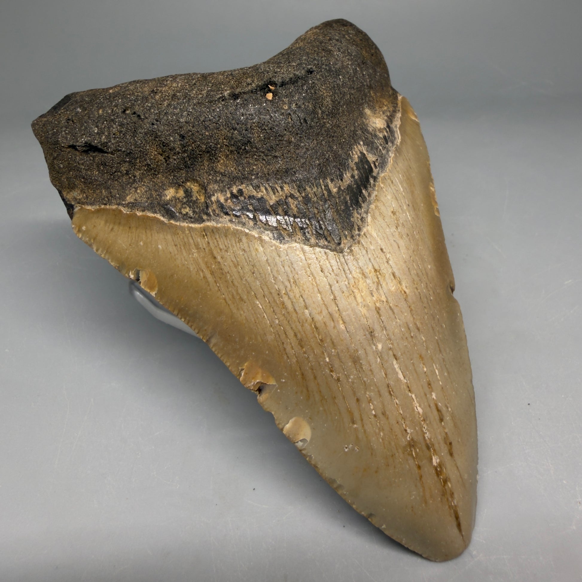 Front Left View Colorful 4.37" Authentic Megalodon Tooth – North Carolina Fossil | Carcharocles megalodon megalodonteeth.com CM6653