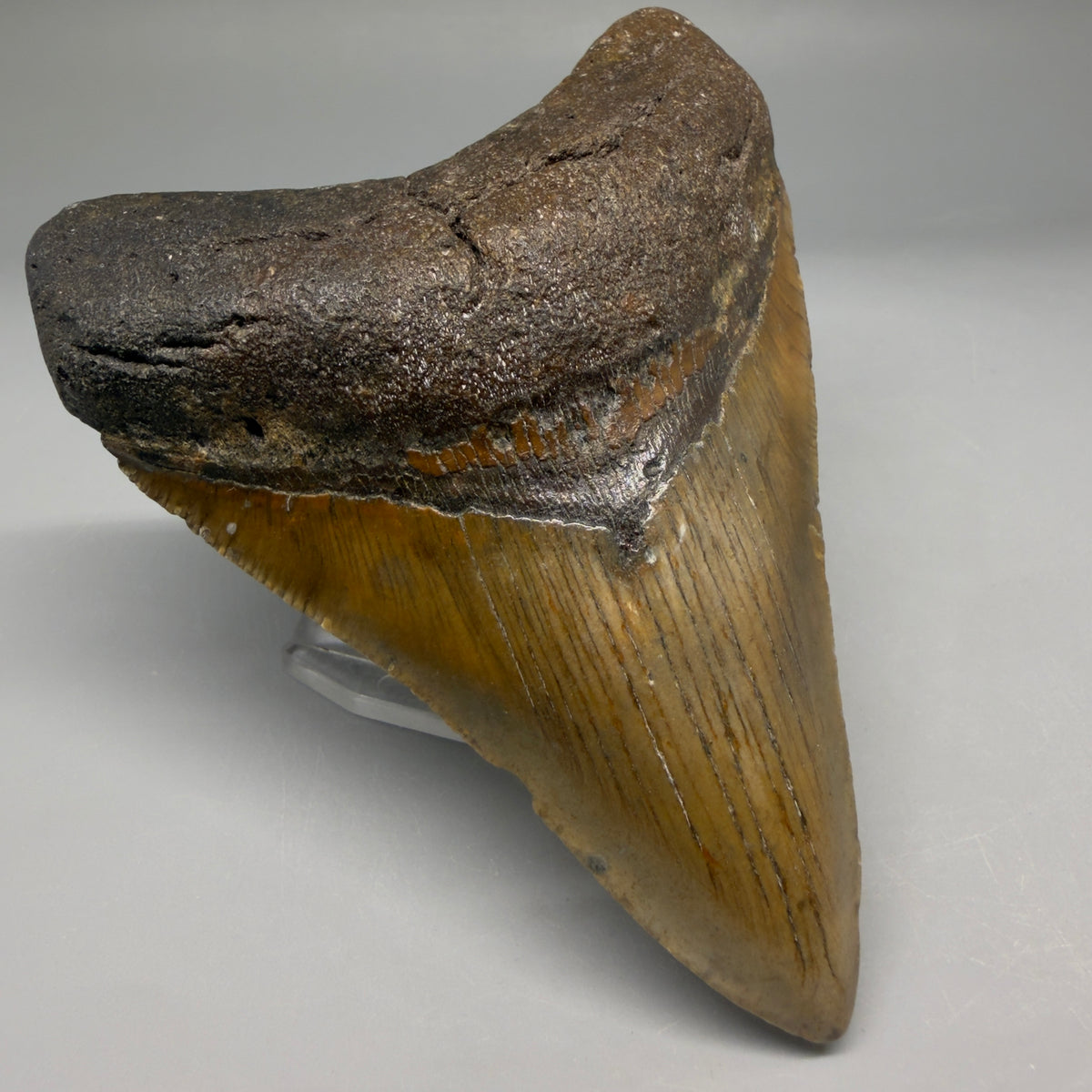 Front Left View Colorful 4.41" Authentic Megalodon Tooth – North Carolina Fossil | Carcharocles megalodon megalodonteeth.com CM6752