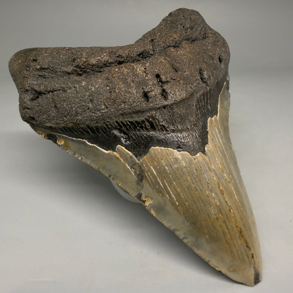 Front Left View Colorful 4.45" Authentic Megalodon Tooth – North Carolina Fossil | Carcharocles megalodon megalodonteeth.com CM6650