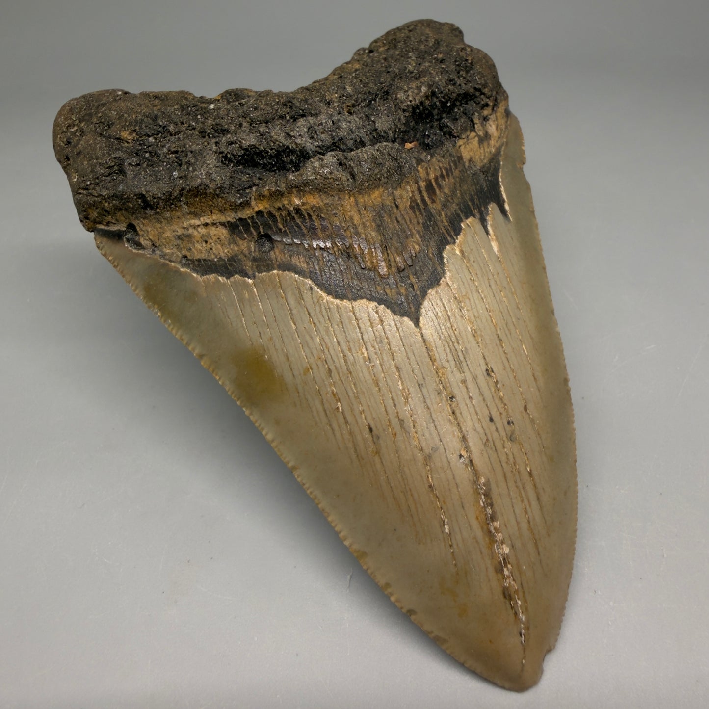 Front Left View Colorful 4.48" Authentic Megalodon Tooth – North Carolina Fossil | Carcharocles megalodon CM6515