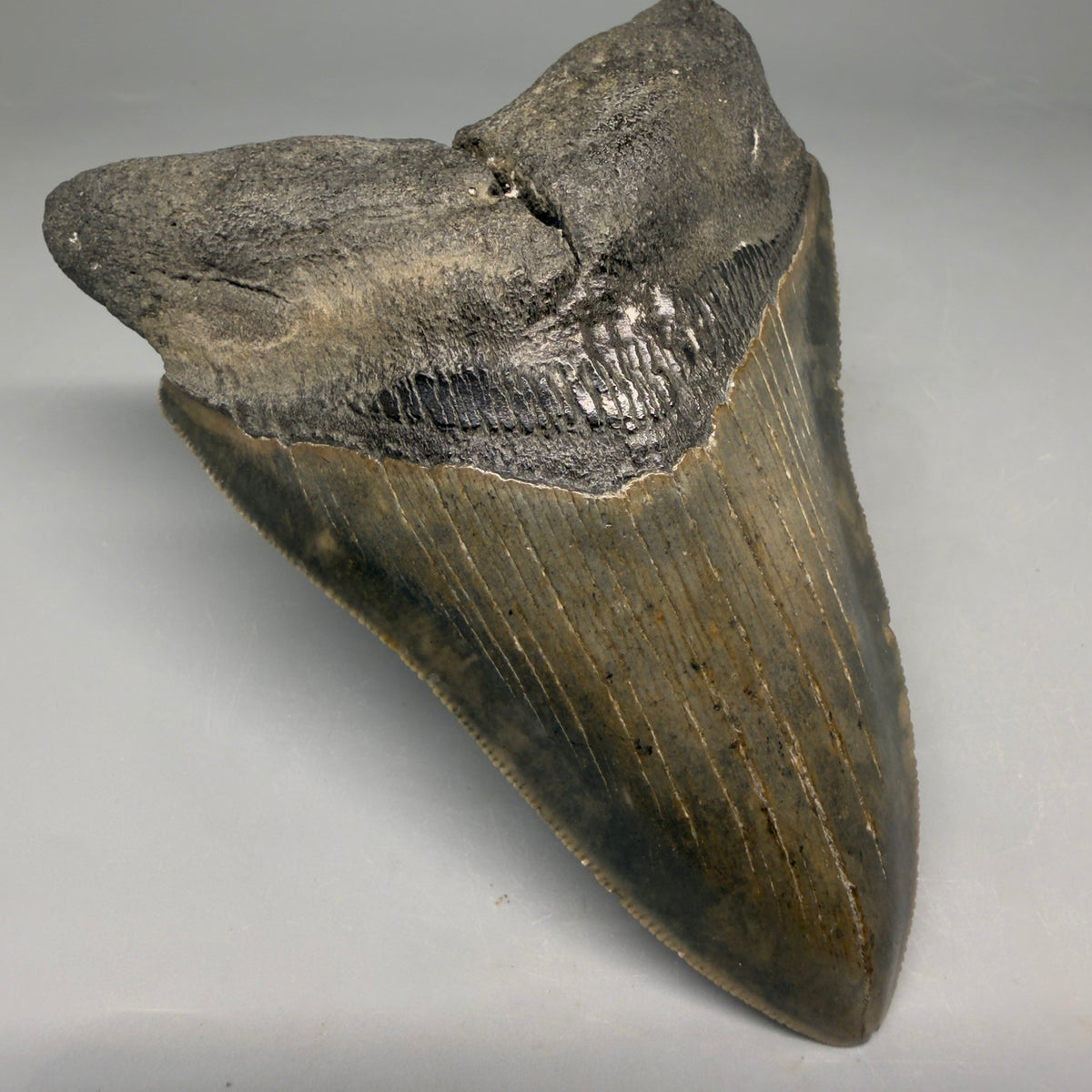 Front Left View Colorful 4.53" Authentic Megalodon Tooth – North Carolina Fossil | Carcharocles megalodon megalodonteeth.com CM6656