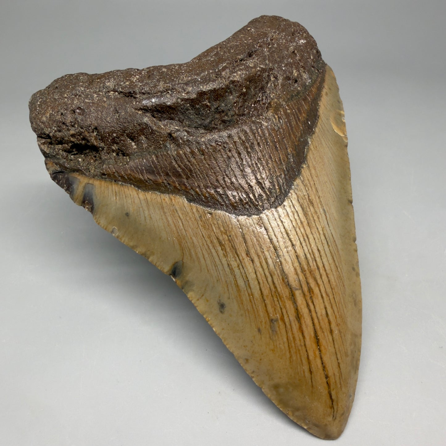 Front Left View Colorful 4.58" Authentic Megalodon Tooth – North Carolina Fossil | Carcharocles megalodon CM6812