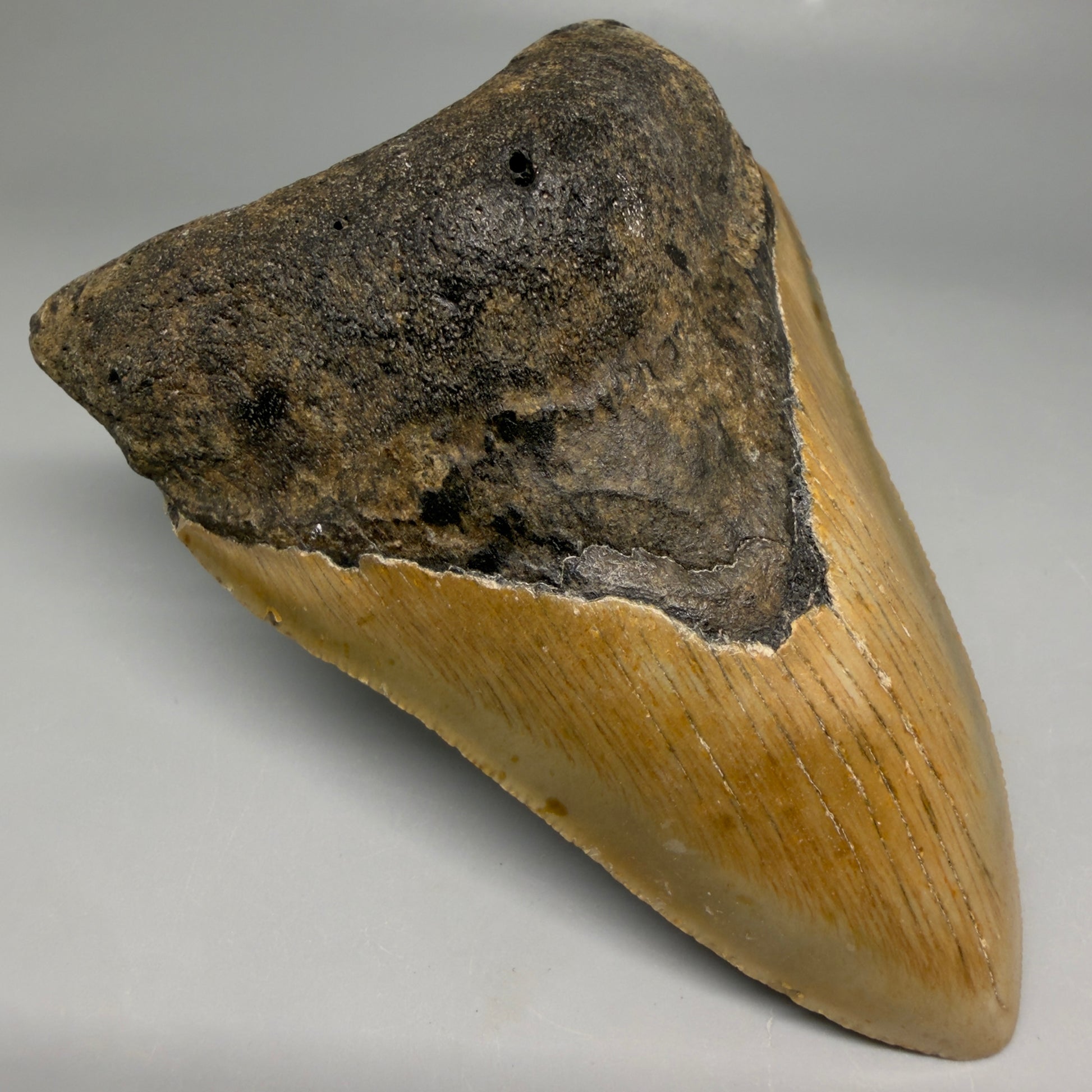 Front Left View Colorful 4.63" Authentic Megalodon Tooth – North Carolina Fossil | Carcharocles megalodon CM6517