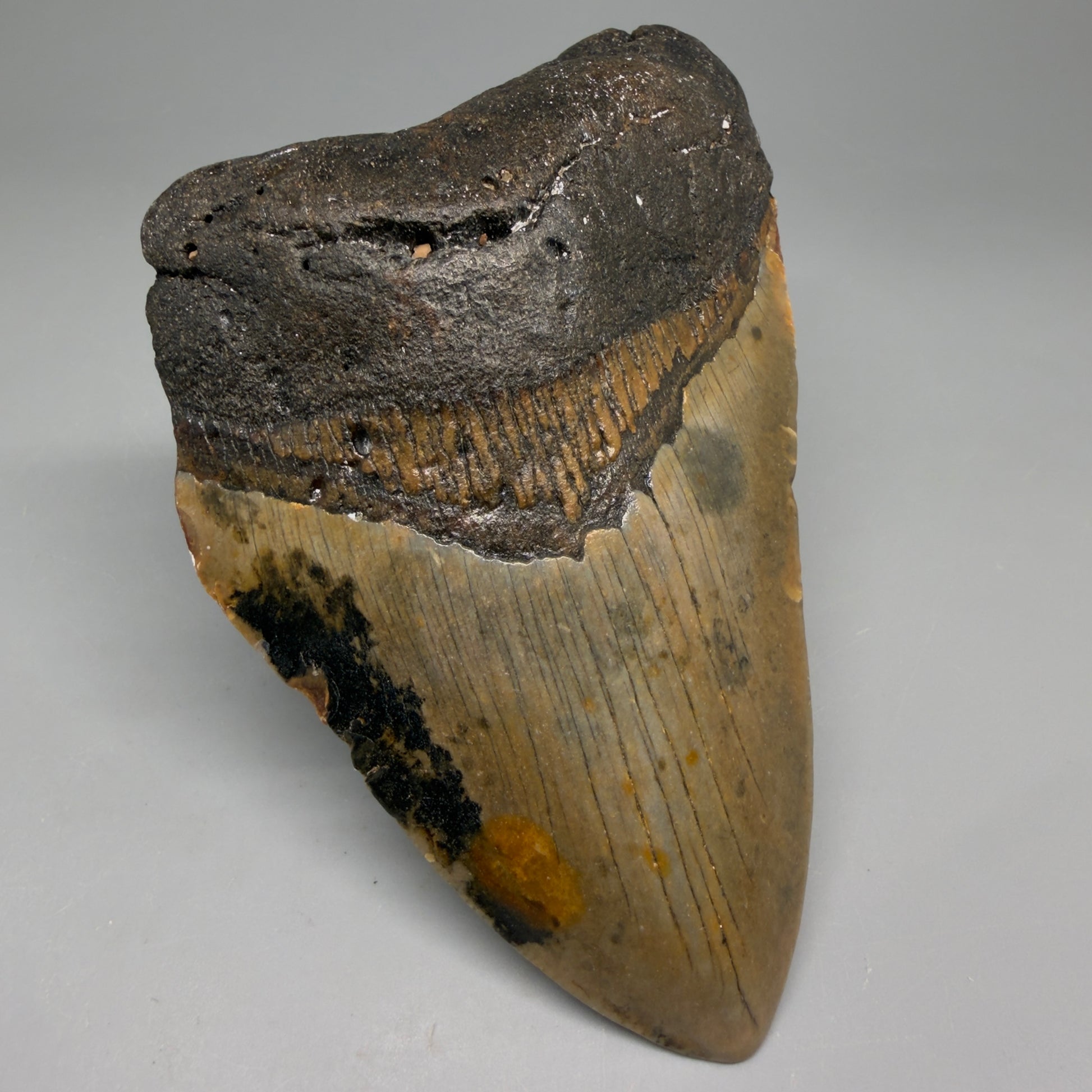 Front Left View Colorful 4.80" Authentic Megalodon Tooth – North Carolina Fossil | Carcharocles megalodon megalodonteeth.com CM6609