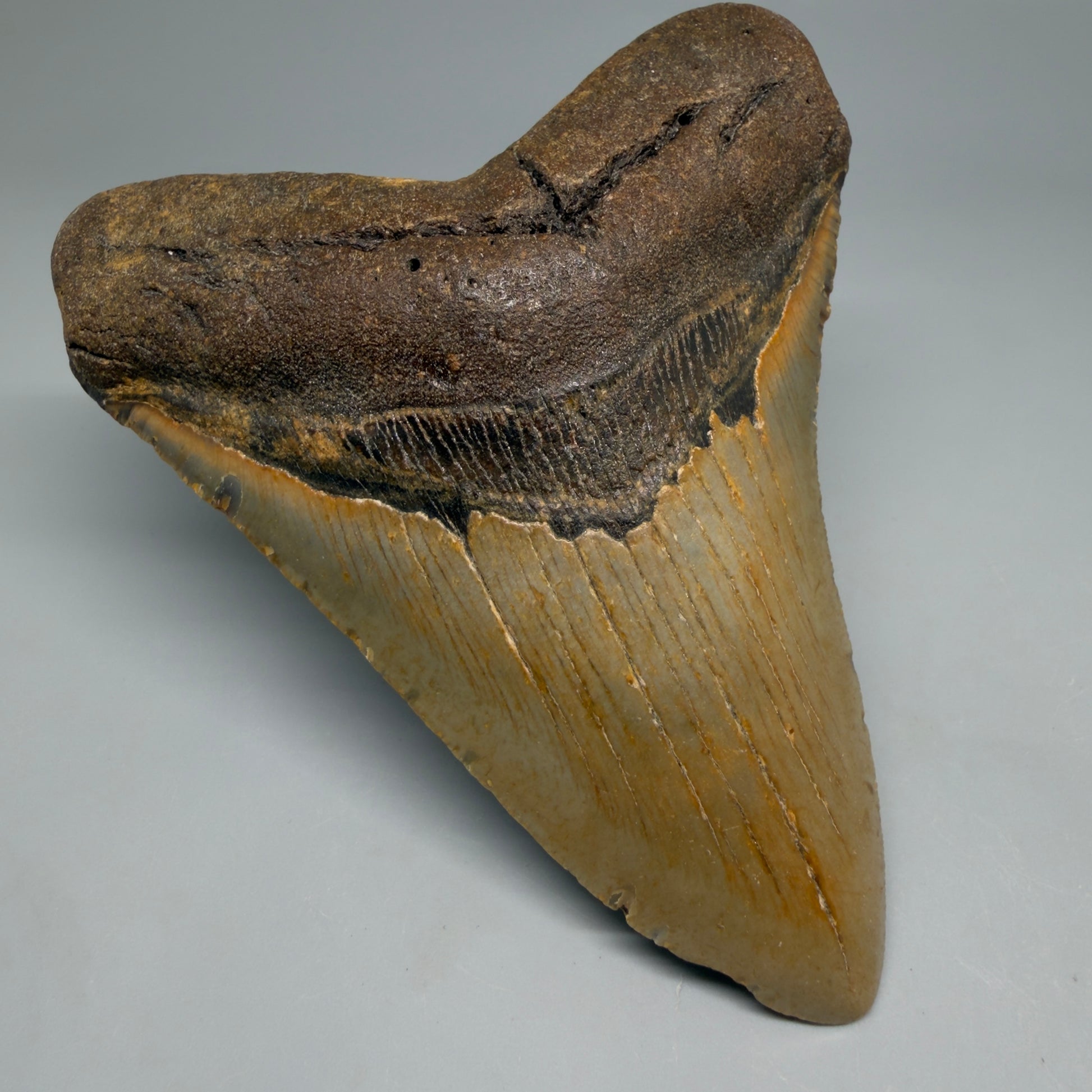 Front Left View Colorful 4.81" Authentic Megalodon Tooth – North Carolina Fossil | Carcharocles megalodon CM6519