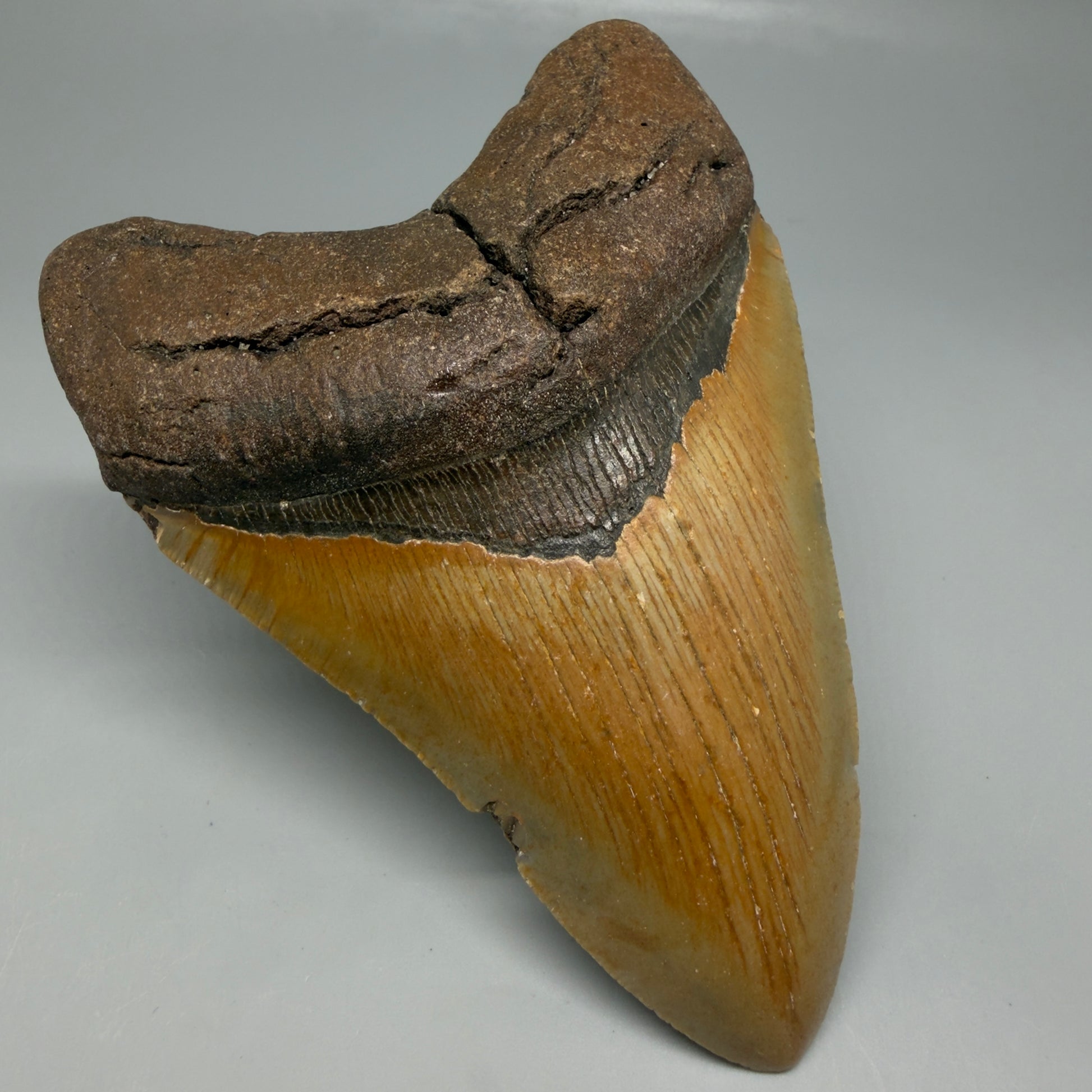Front Left View Colorful 4.82" Authentic Megalodon Tooth – North Carolina Fossil | Carcharocles megalodon CM6474