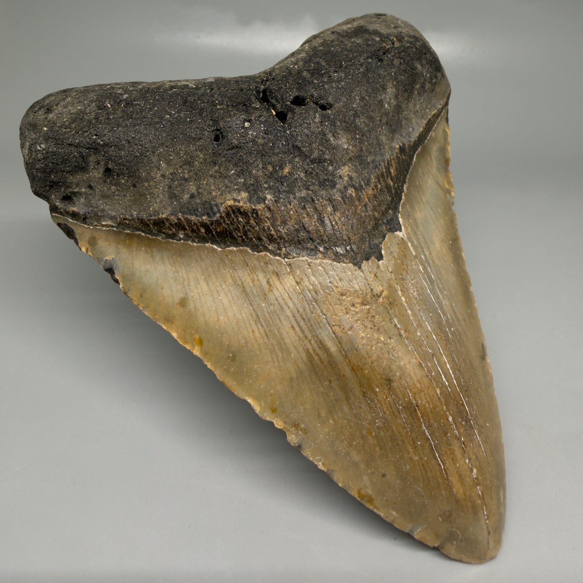 Front Left View Colorful 4.89" Authentic Megalodon Tooth – North Carolina Fossil | Carcharocles megalodon CM6520