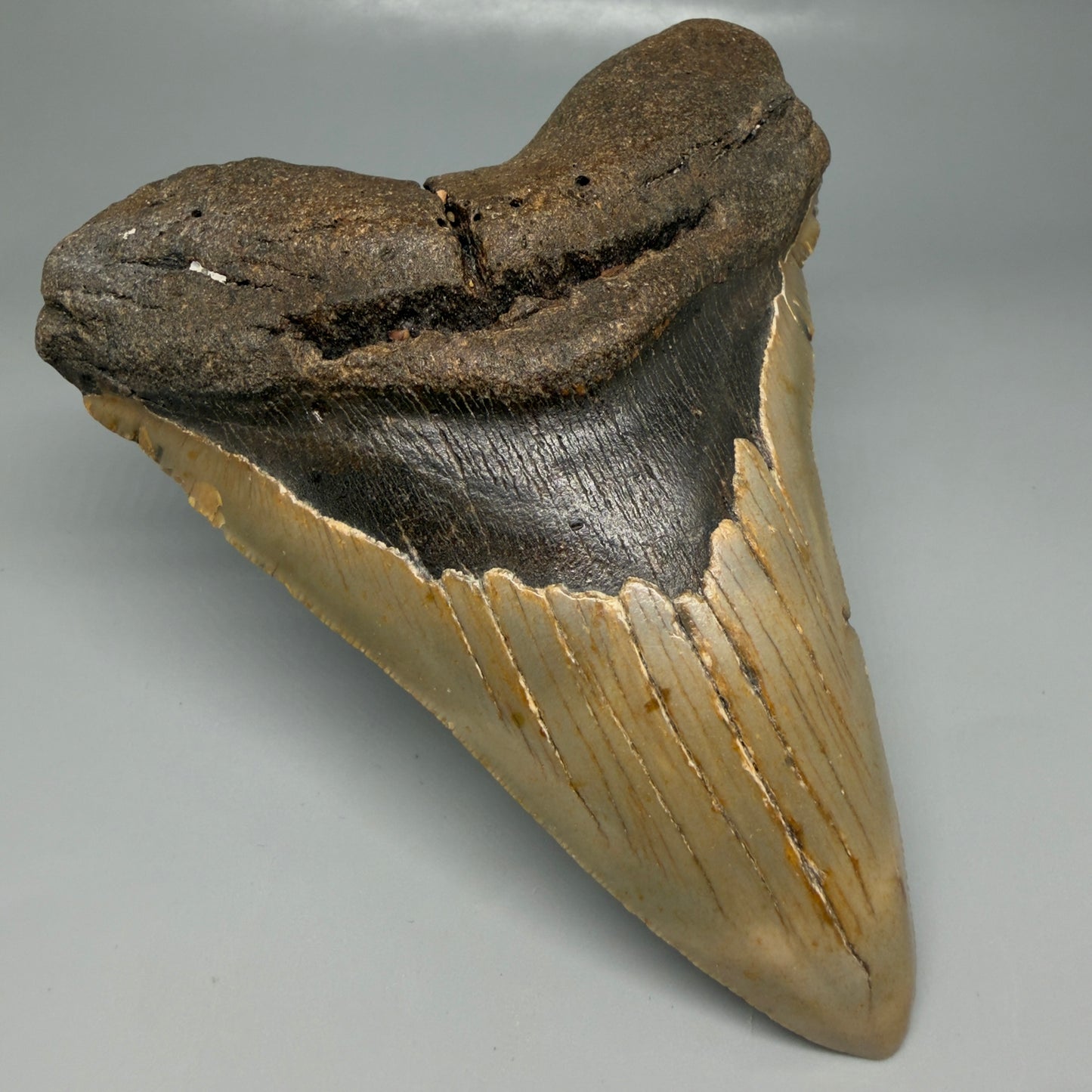 Front Left View Colorful 5.00" Authentic Megalodon Tooth – North Carolina Fossil | Carcharocles megalodon CM6475