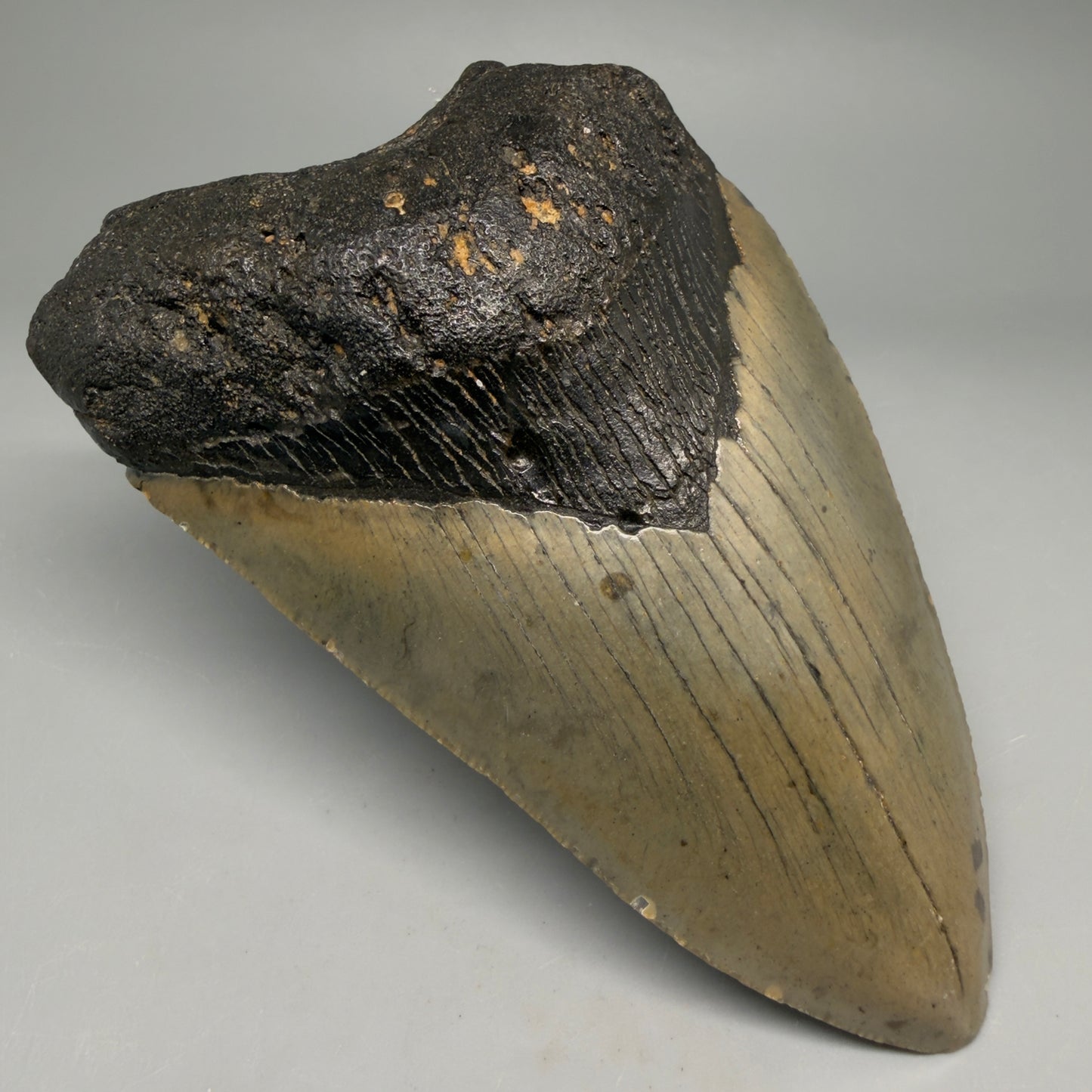 Front Left View Colorful 5.01" Authentic Megalodon Tooth – North Carolina Fossil | Carcharocles megalodon megalodonteeth.com CM6610