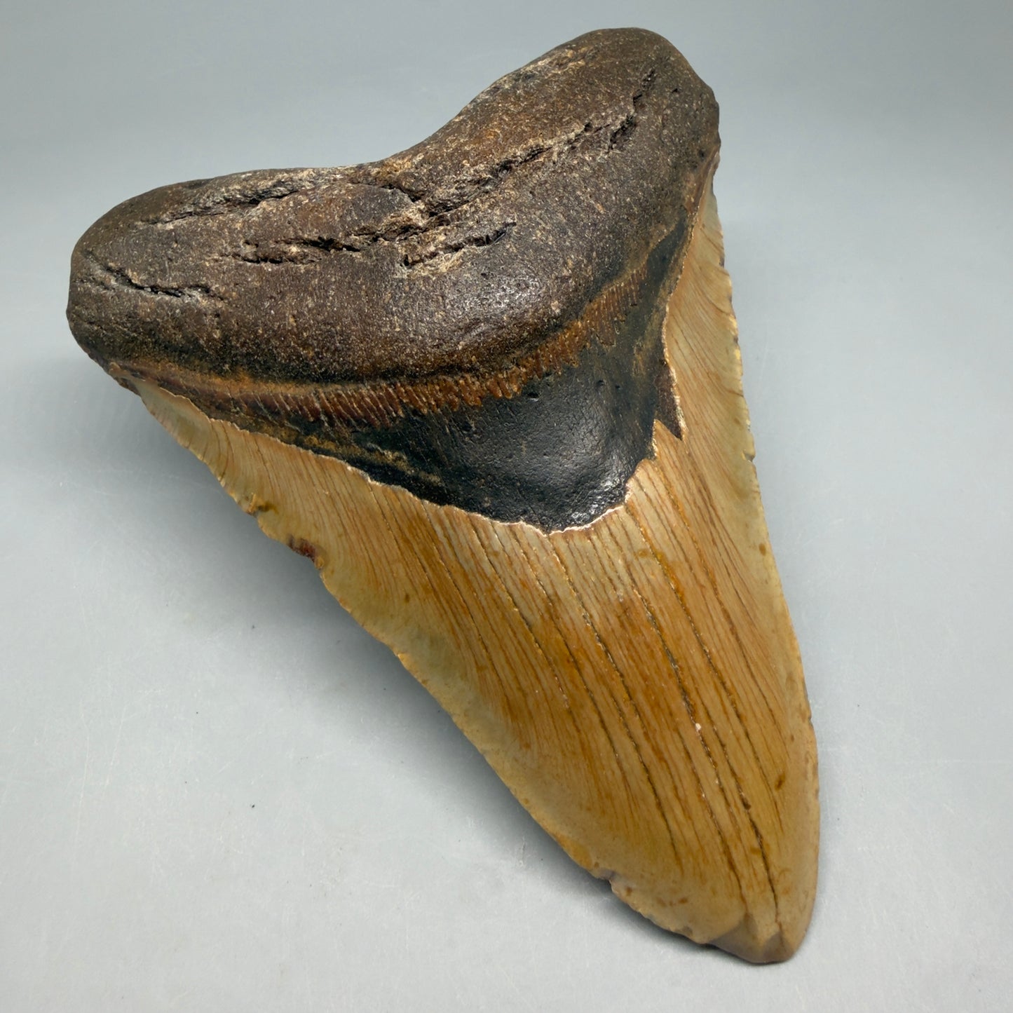 Front Left View Colorful 5.16" Authentic Fossil Megalodon Tooth – North Carolina CM6452 