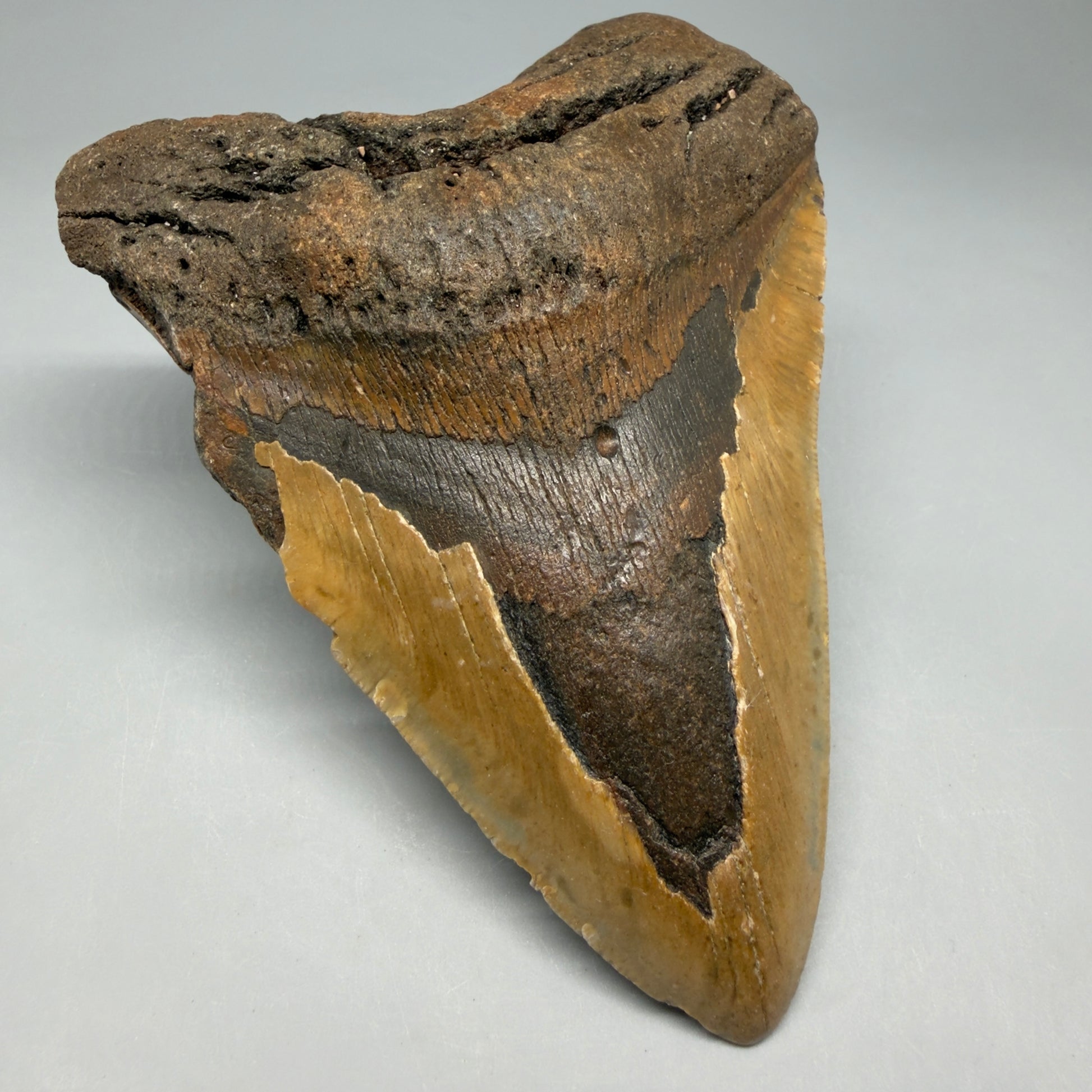 Front Left View Colorful 5.18" Authentic Megalodon Tooth – North Carolina Fossil | Carcharocles megalodon CM6461