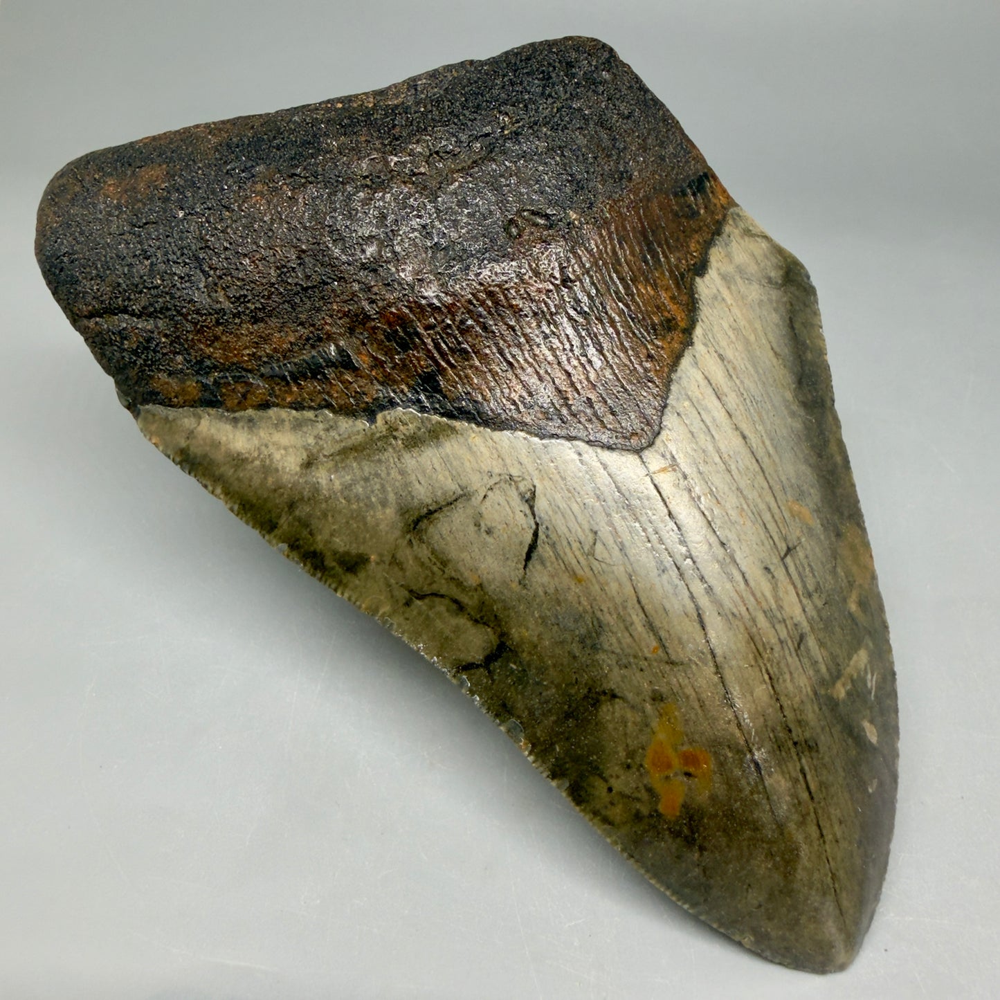Front Left View Colorful 5.18" Authentic Megalodon Tooth – North Carolina Fossil | Carcharocles megalodon CM6462