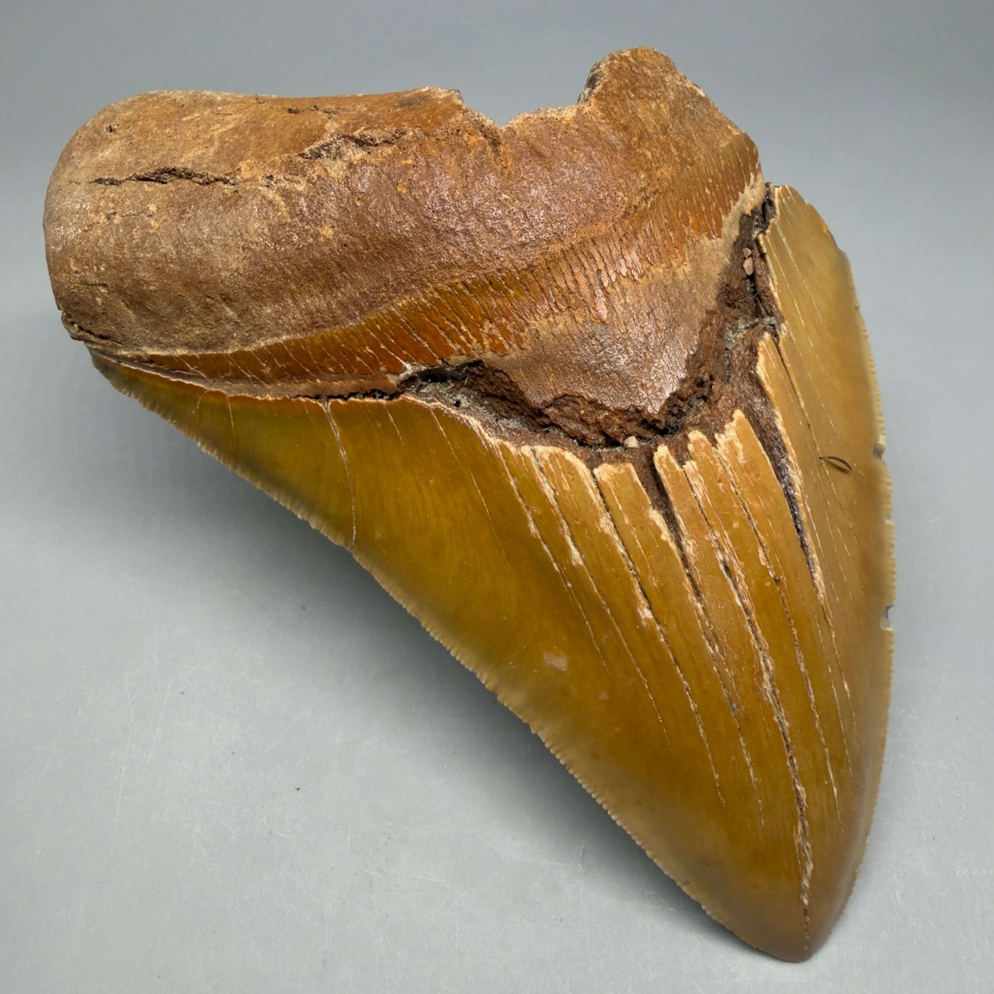 Front Left View Colorful 5.25" Authentic Megalodon Tooth – North Carolina Fossil | Carcharocles megalodon CM6460 