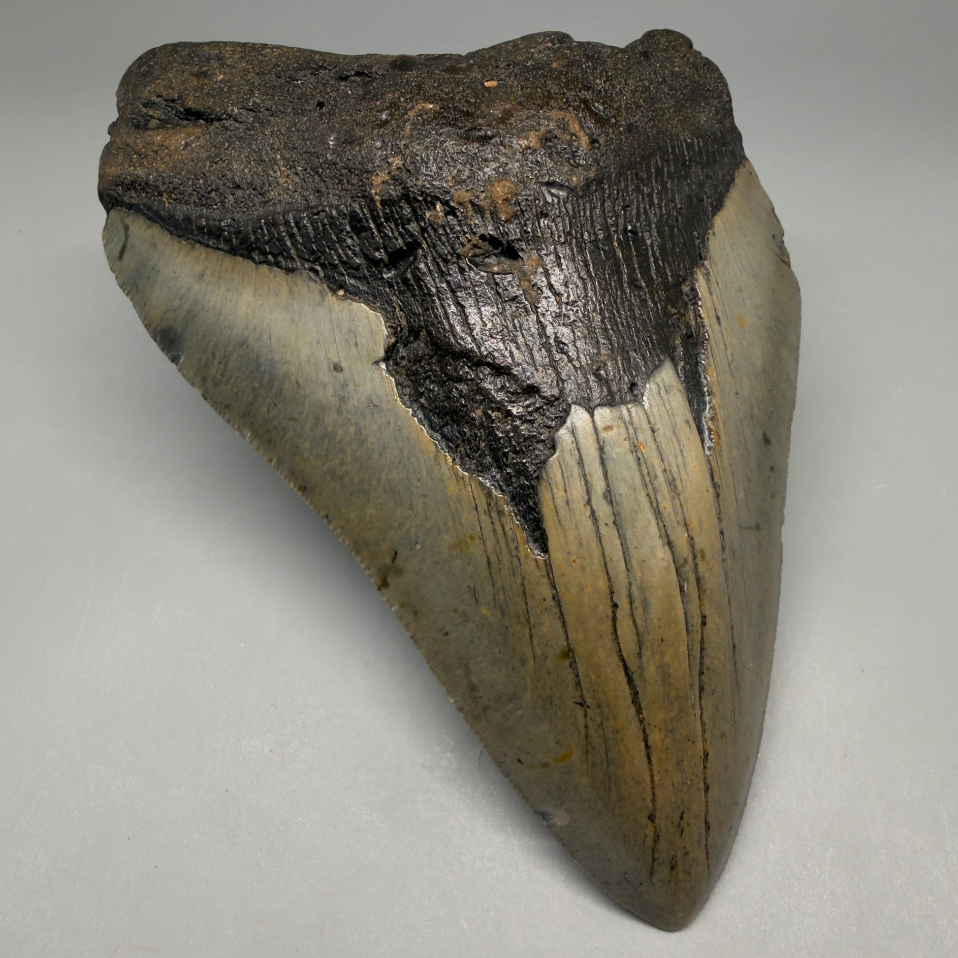 Front Left View Colorful 5.29" Authentic Megalodon Tooth – North Carolina Fossil | Carcharocles megalodon megalodonteeth.com CM6611