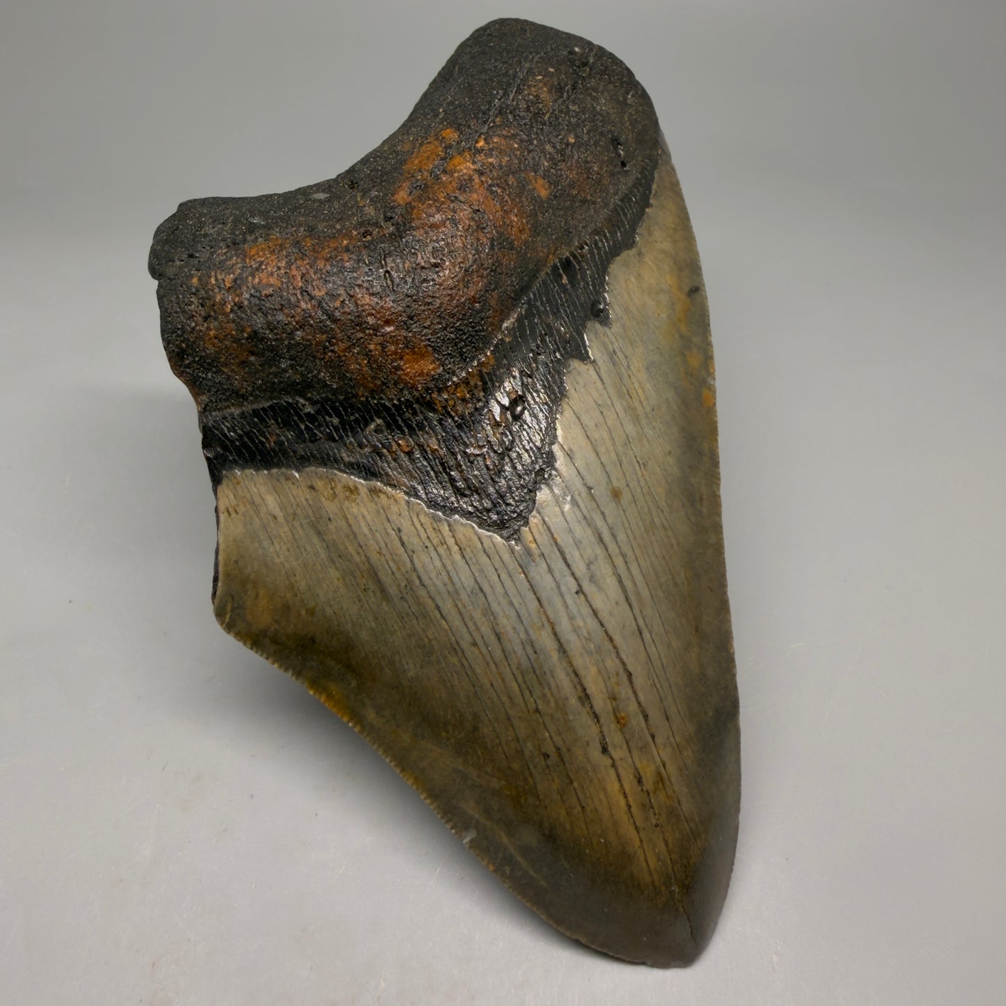 Front Left View Colorful 5.35" Authentic Megalodon Tooth – North Carolina Fossil | Carcharocles megalodon CM6581