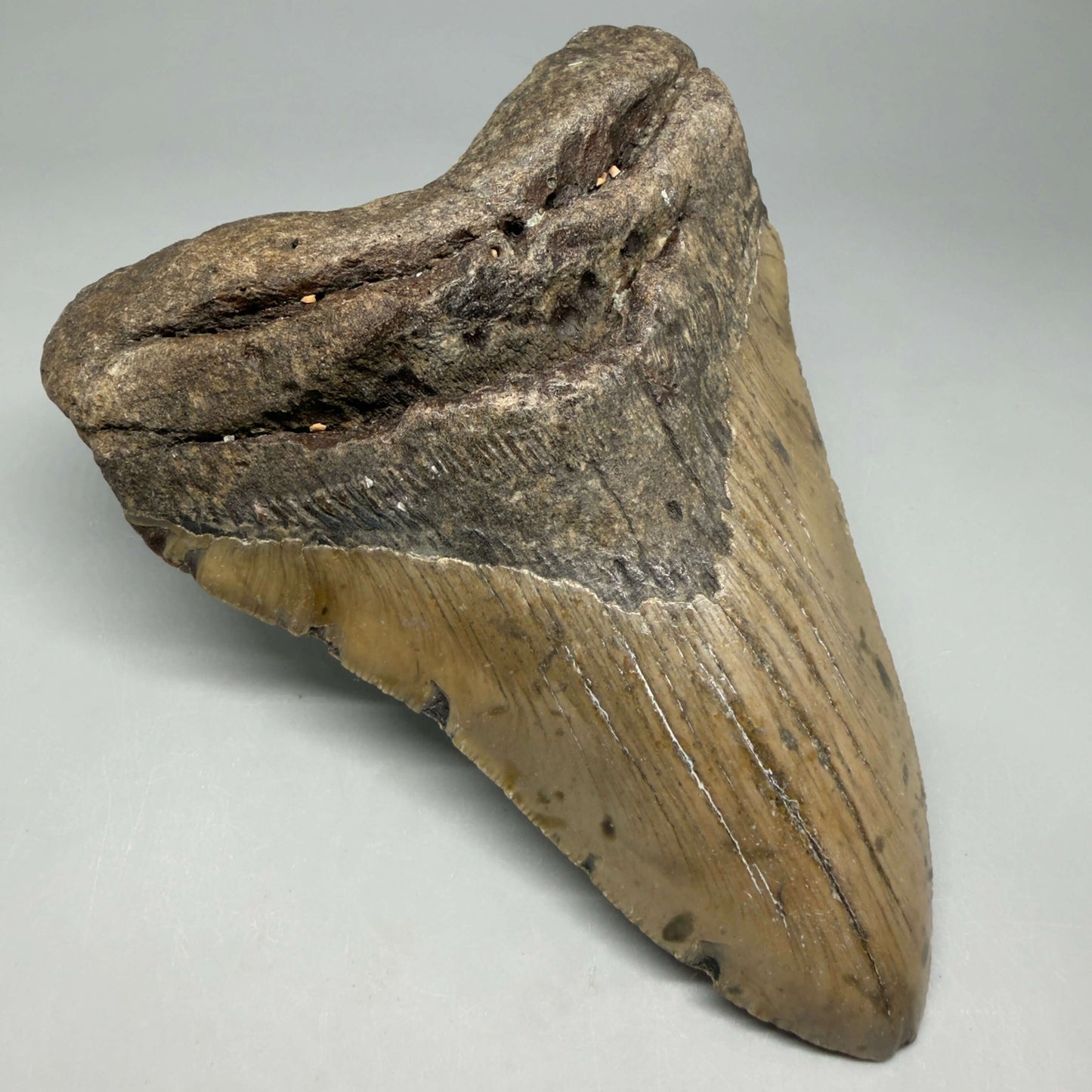 Front Left View Colorful 5.57" Authentic Megalodon Tooth – North Carolina Fossil | Carcharocles megalodon CM6456