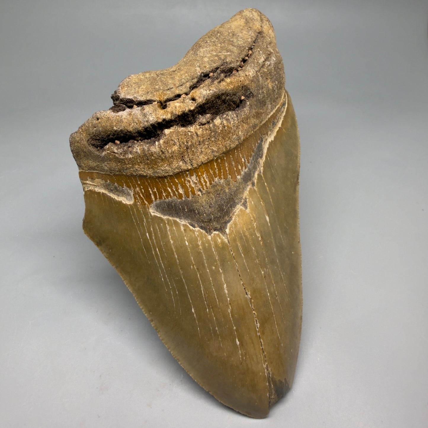 Front Left View Colorful 5.70" Authentic Megalodon Tooth – North Carolina Fossil | Carcharocles megalodon CM6582