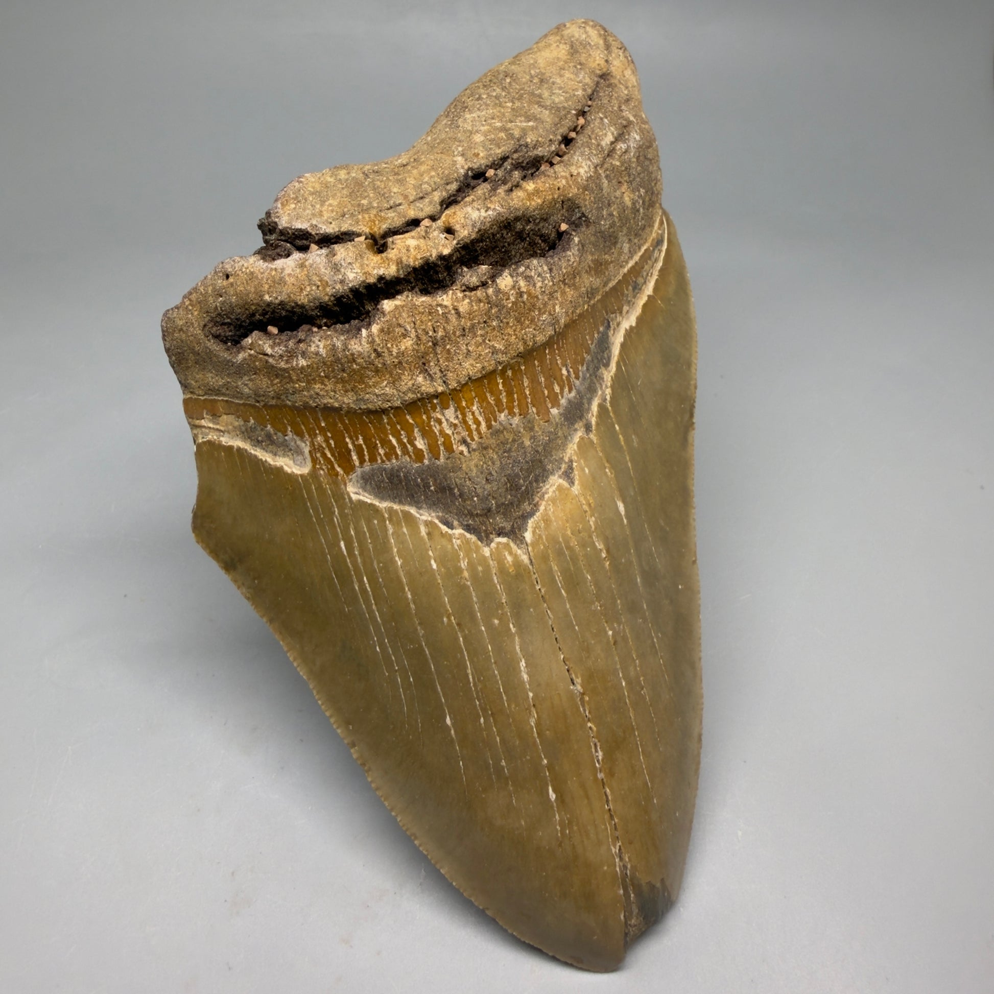 Front Left View Colorful 5.70" Authentic Megalodon Tooth – North Carolina Fossil | Carcharocles megalodon CM6582