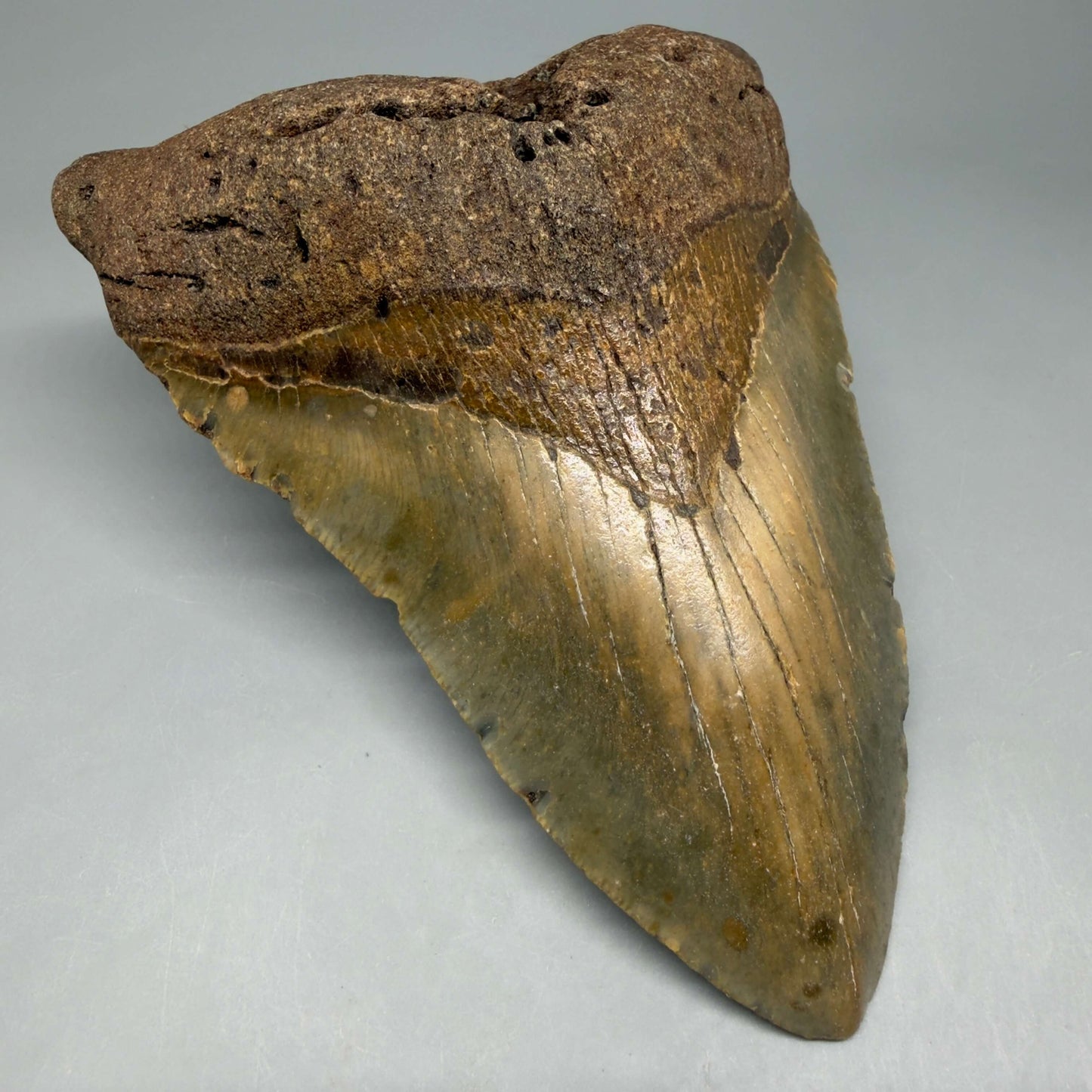 Front Left View Colorful 5.79" Authentic Megalodon Tooth – North Carolina Fossil | Carcharocles megalodon CM6457