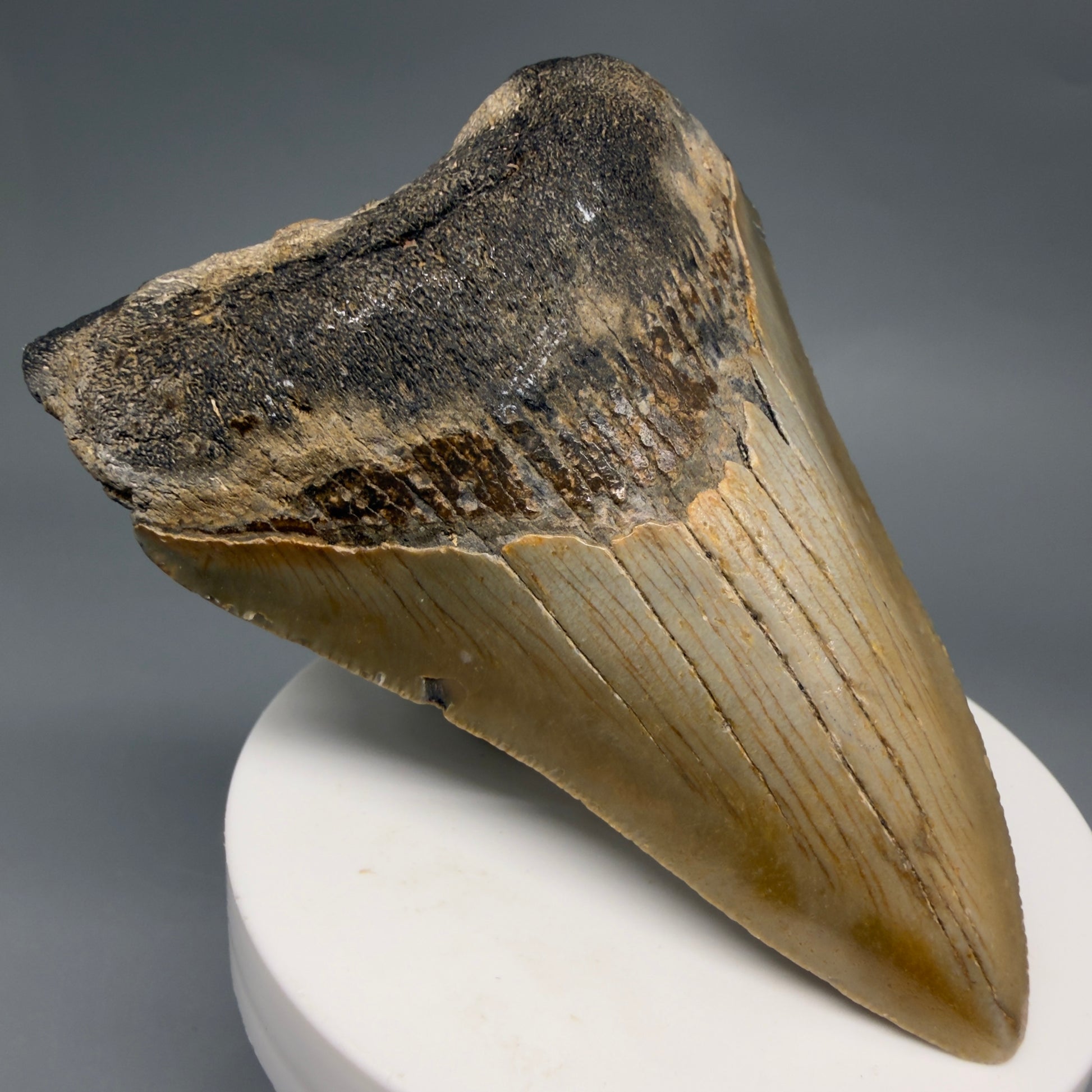 Front Left View Colorful Lower 3.27" Fossil Megalodon Tooth from North Carolina - megalodonteeth.com CM6500