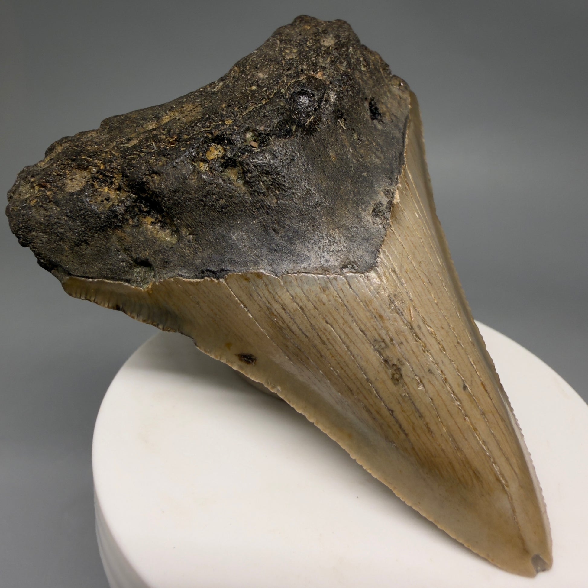 Front Left View Colorful Lower 3.32" Fossil Megalodon Tooth from North Carolina - megalodonteeth.com CM6577