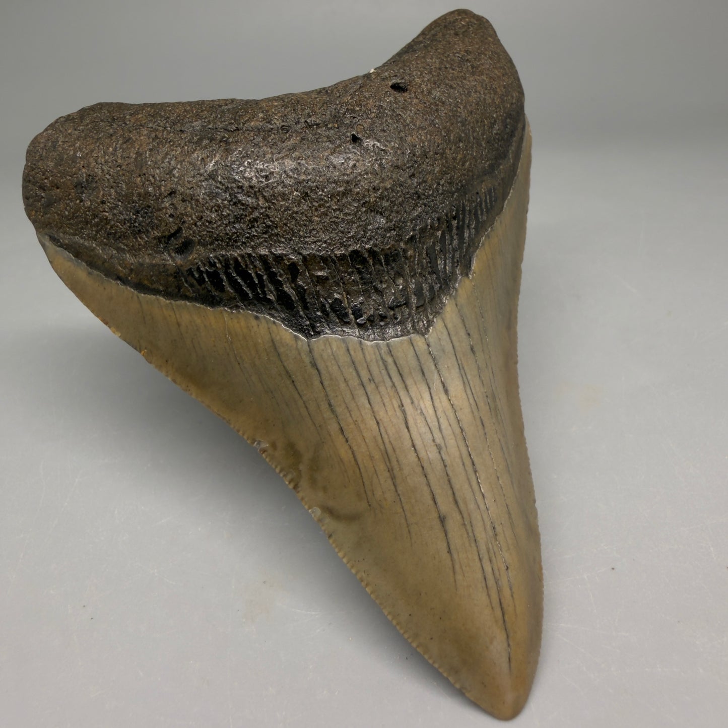 Front Left View Colorful Lower 3.70" Fossil Megalodon Tooth from North Carolina - megalodonteeth.com CM6502 