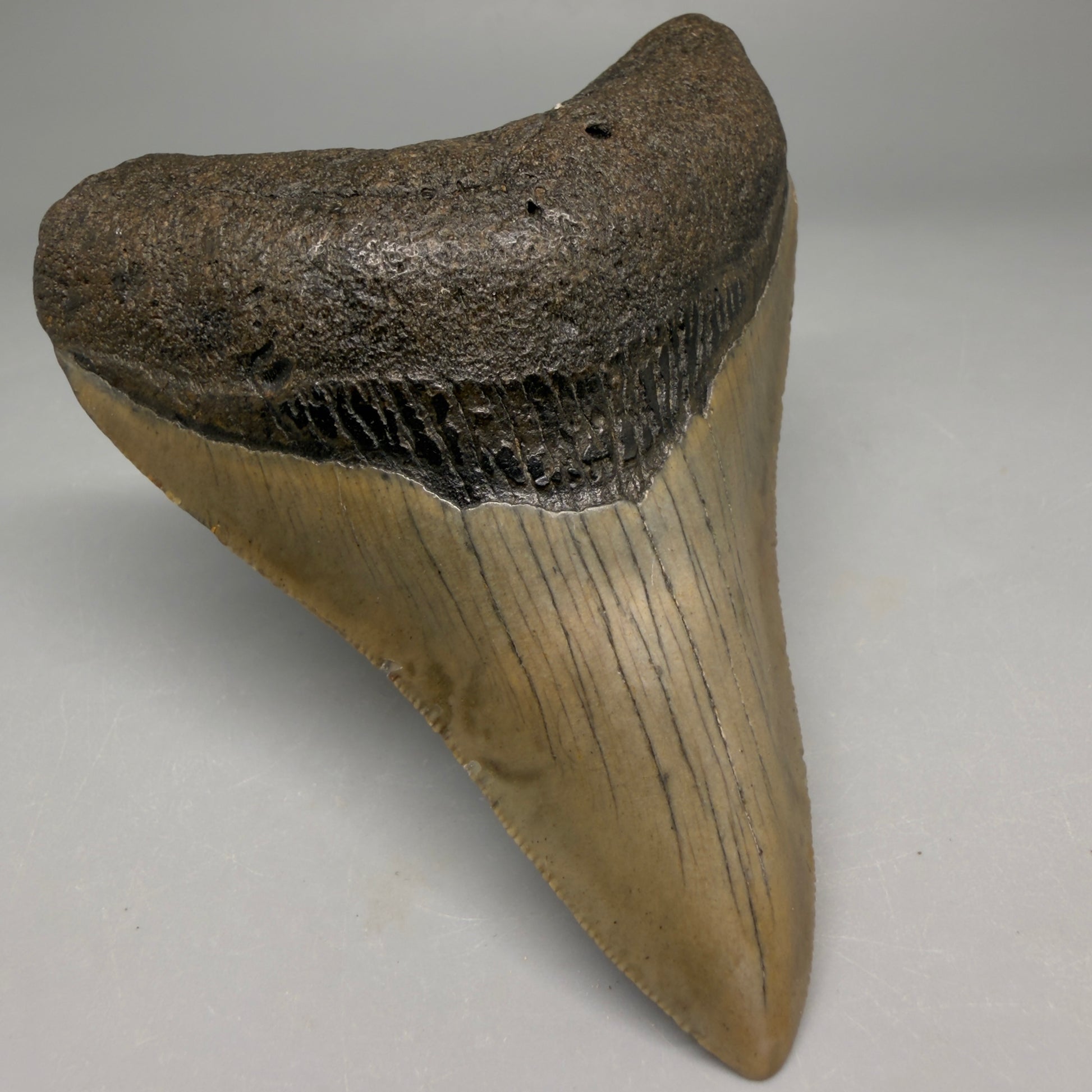Front Left View Colorful Lower 3.70" Fossil Megalodon Tooth from North Carolina - megalodonteeth.com CM6502 