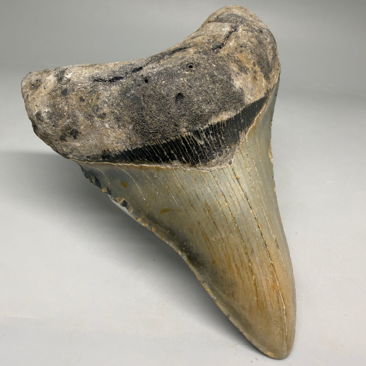 Front Left View Colorful Lower 4.41" Authentic Megalodon Tooth – North Carolina Fossil | Carcharocles megalodon megalodonteeth.com 
