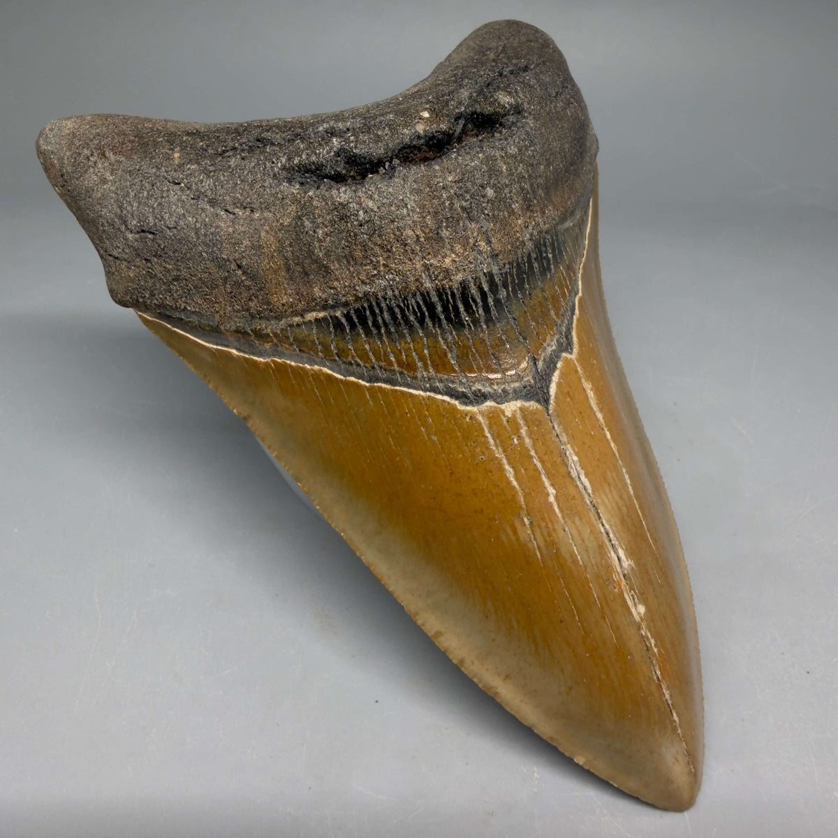 Front Left View Colorful Lower 4.67" Authentic Megalodon Tooth – North Carolina Fossil | Carcharocles megalodon megalodonteeth.com CM6658