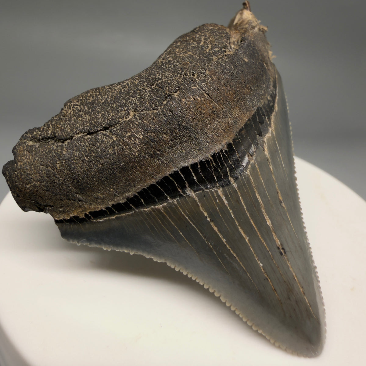 Front Left View Colorful, Sharply serrated 2.12" Fossil Megalodon Tooth – South Carolina River Find | Authentic megalodonteeth.com CM6731